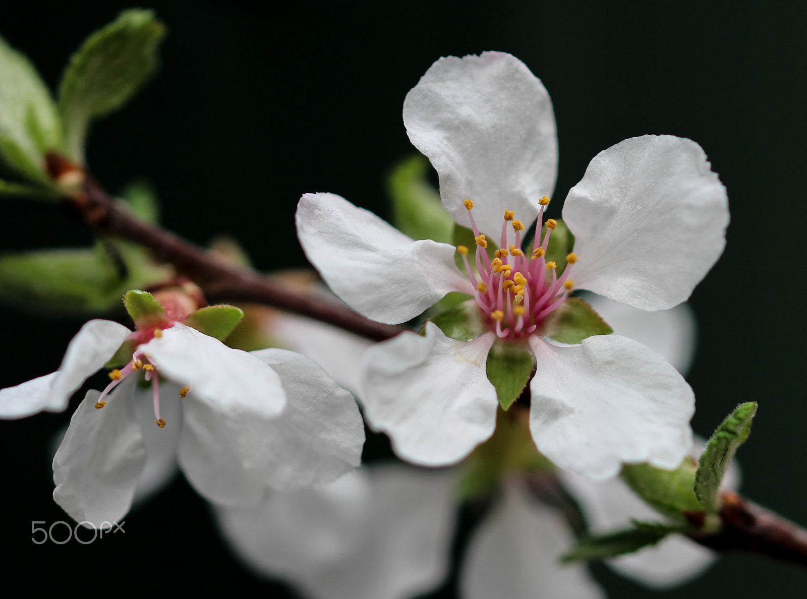 Sigma 105mm F2.8 EX DG OS HSM sample photo. Blossoms photography