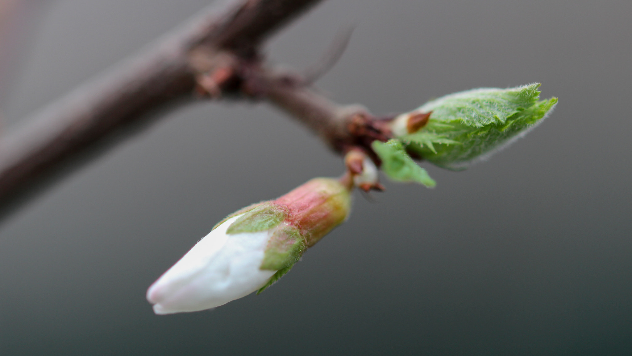 Canon EOS 600D (Rebel EOS T3i / EOS Kiss X5) + Sigma 105mm F2.8 EX DG OS HSM sample photo. Flower and leaf photography