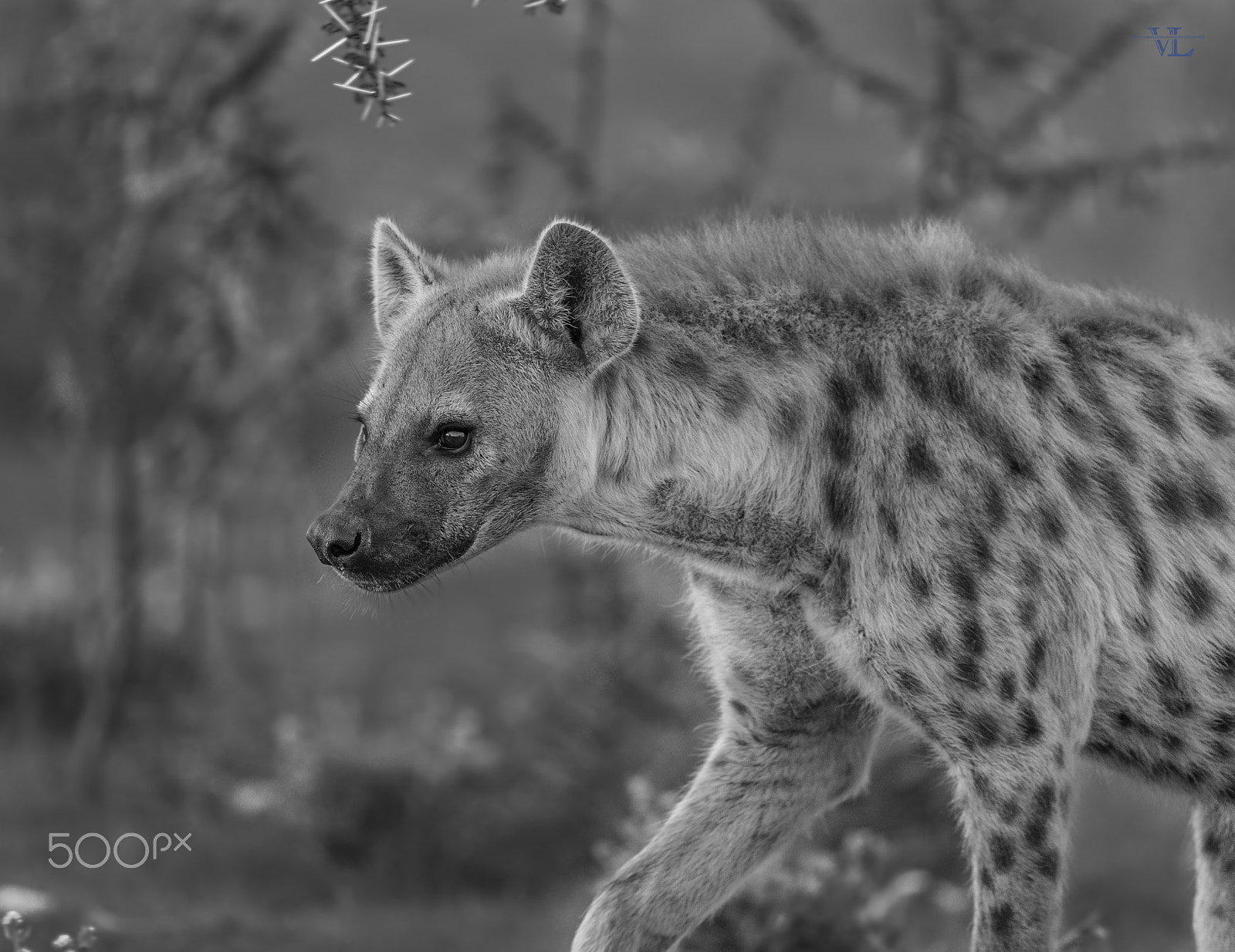 Canon EF 600mm F4L IS II USM sample photo. Hyena photography