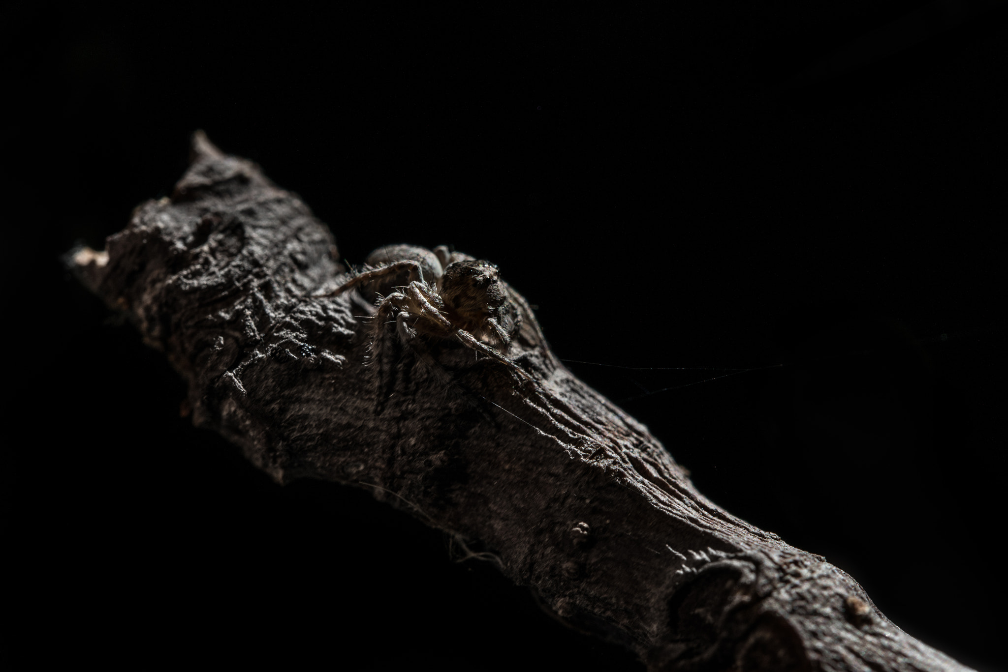 Nikon AF-S Micro-Nikkor 60mm F2.8G ED sample photo. Camuflaje en higuera photography