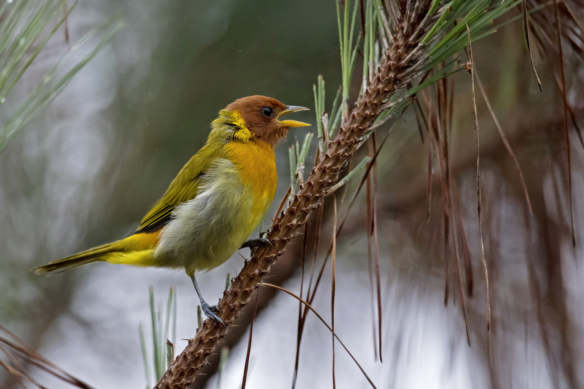 Nikon AF-S Nikkor 800mm F5.6E FL ED VR sample photo. Rufous-headed tanager photography