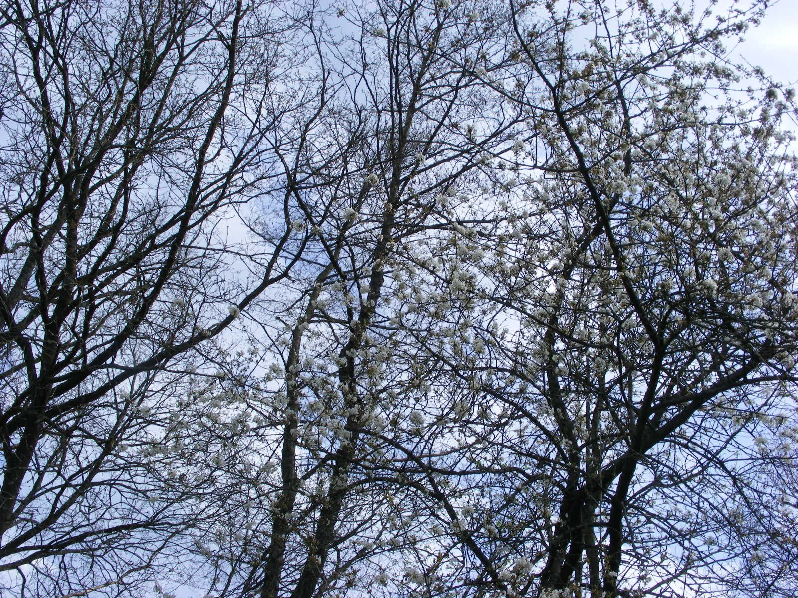 Fujifilm FinePix S5800 S800 sample photo. Frühling - spring 2017 photography