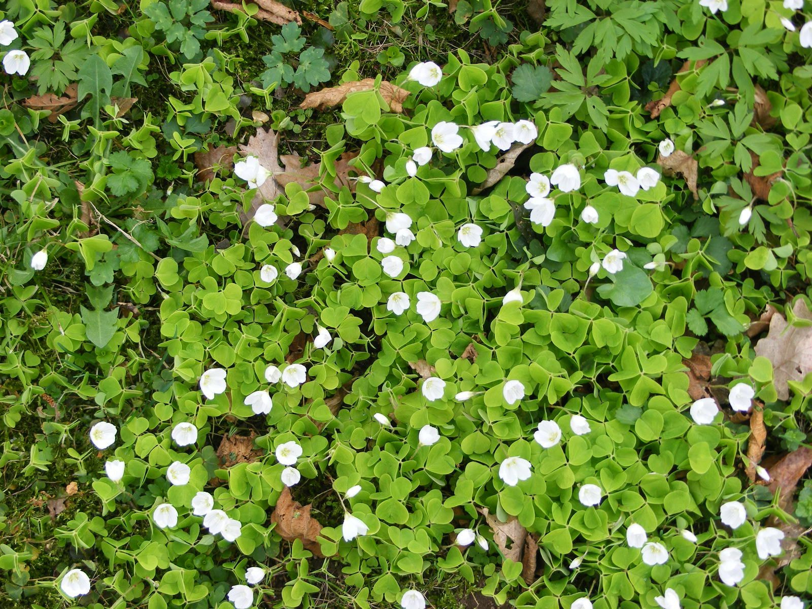 Fujifilm FinePix S5800 S800 sample photo. Frühling - spring 2017 photography