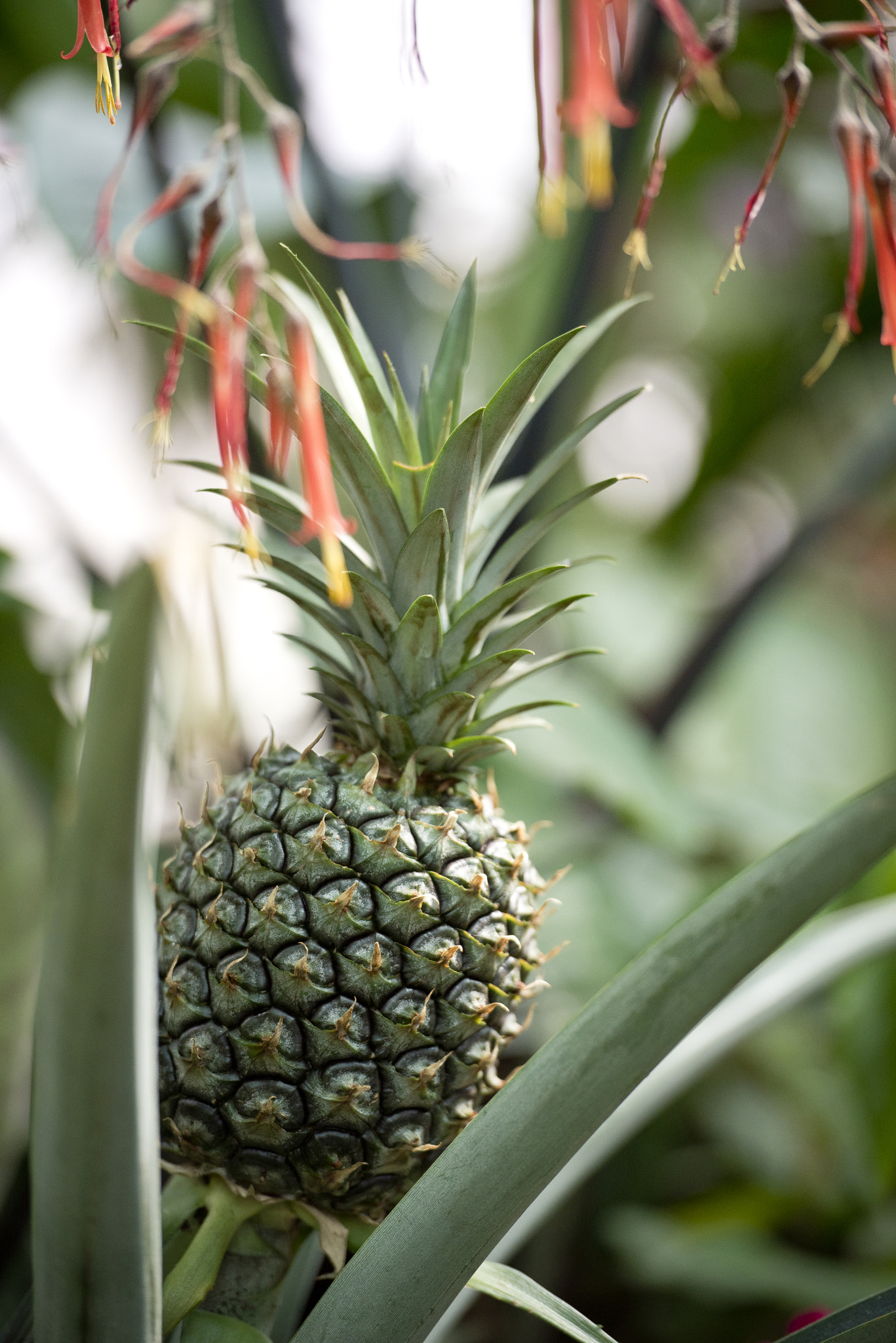 Nikon AF-S Nikkor 70-200mm F2.8G ED VR II sample photo. Ananas jm photography