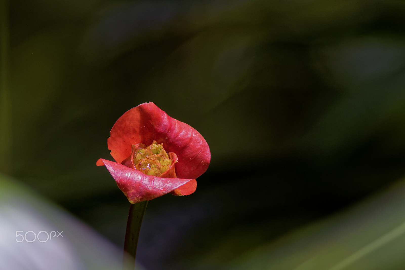 Canon EF 400mm F5.6L USM sample photo. Red kiss photography