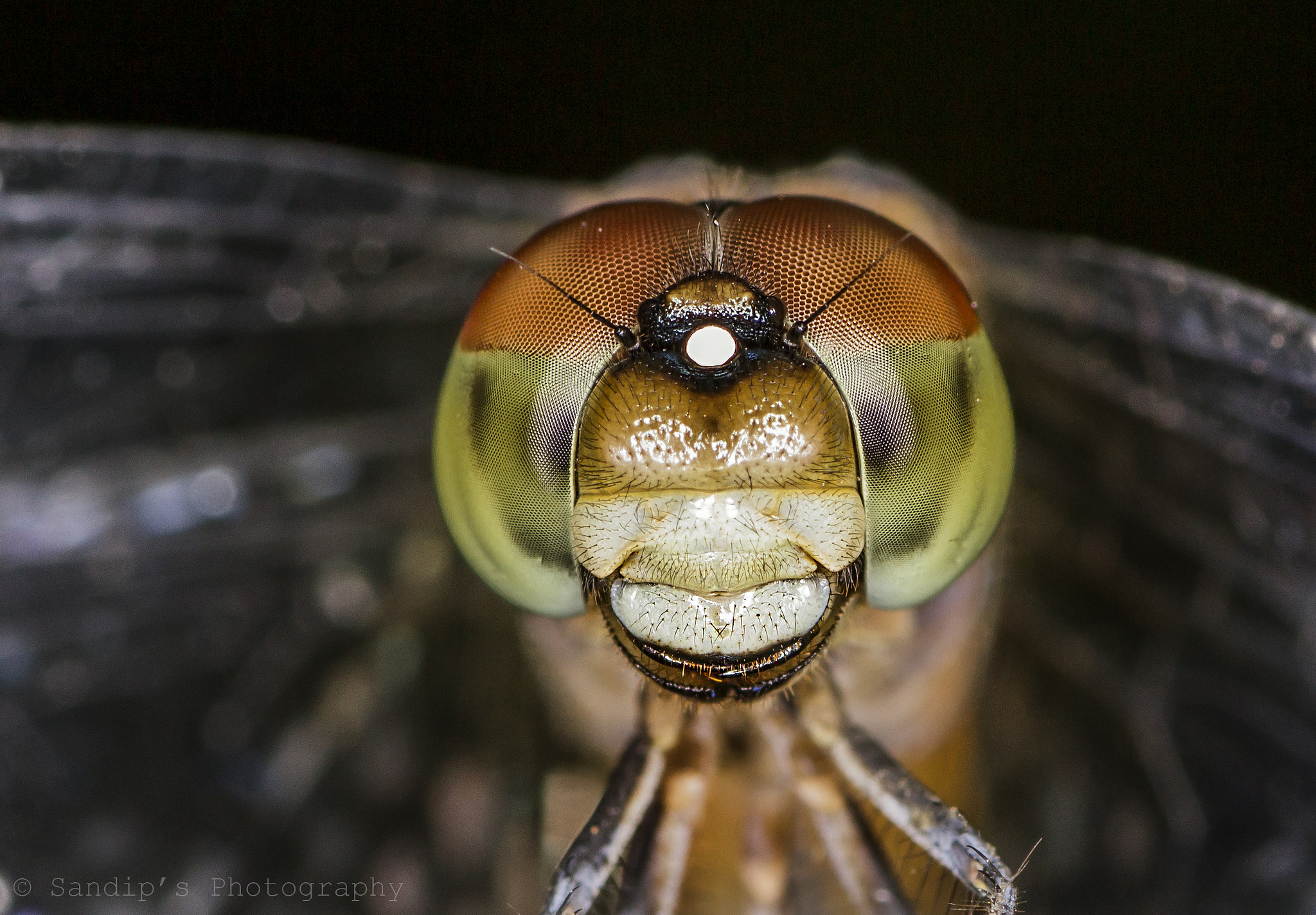 Canon EOS 600D (Rebel EOS T3i / EOS Kiss X5) + Tamron SP AF 90mm F2.8 Di Macro sample photo. Dragonfly: close up..... photography