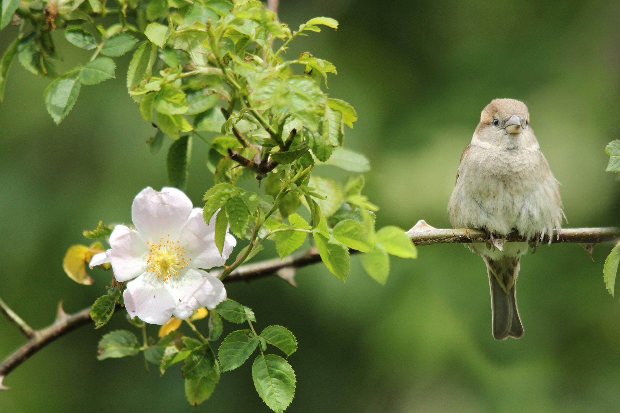 Sigma 150-500mm F5-6.3 DG OS HSM sample photo. Female sparrow & flower.  photography