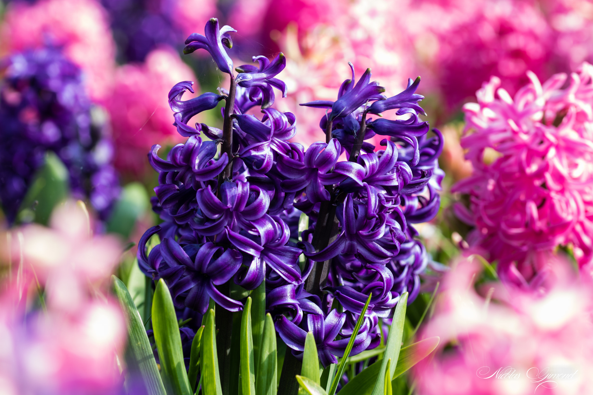 Sigma 105mm F2.8 EX DG OS HSM sample photo. Hyacinth photography