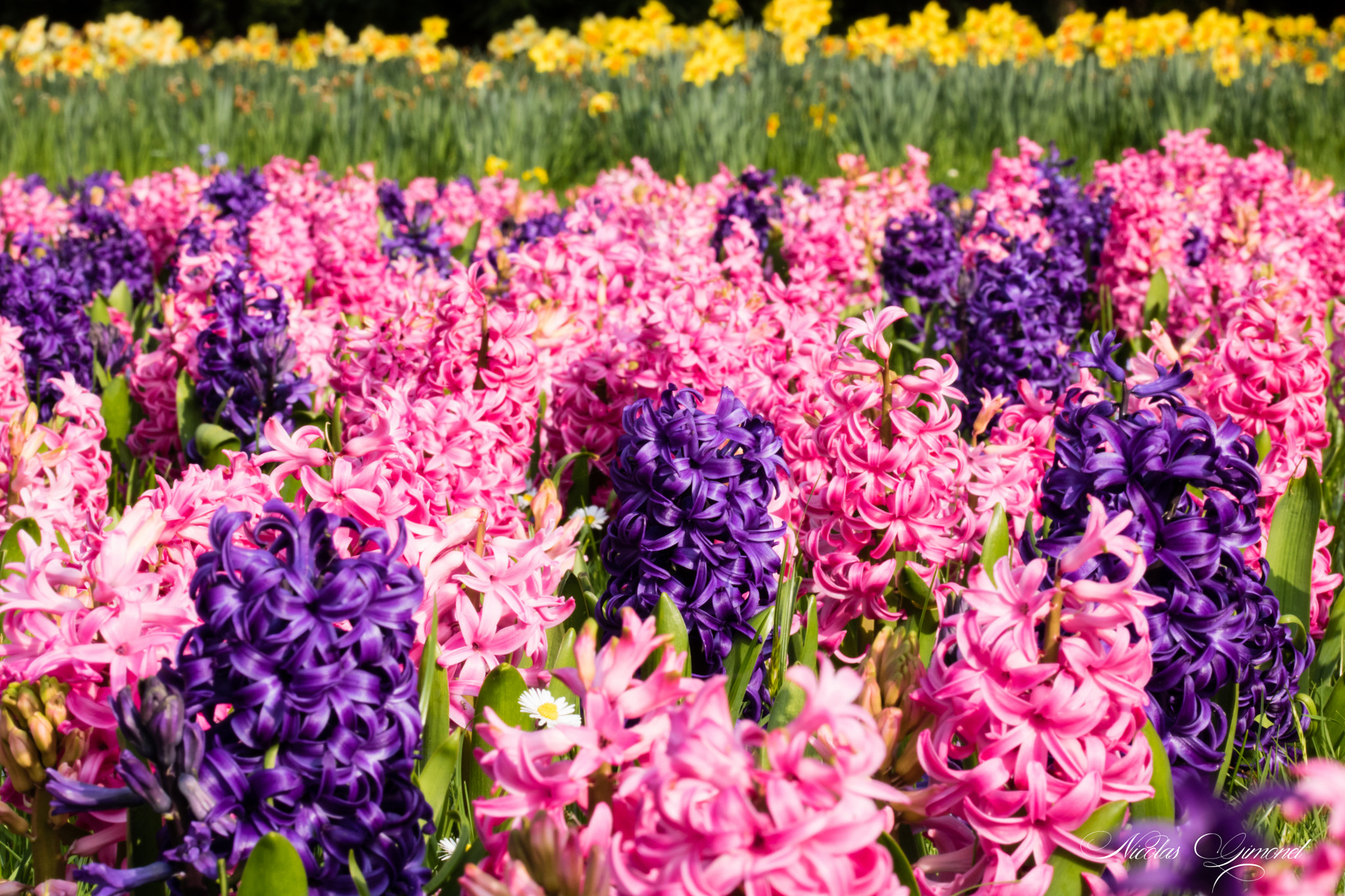 Sigma 105mm F2.8 EX DG OS HSM sample photo. Hyacinth photography