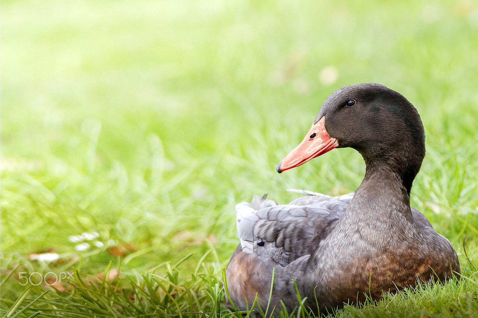 Tamron SP 150-600mm F5-6.3 Di VC USD sample photo. Duck photography