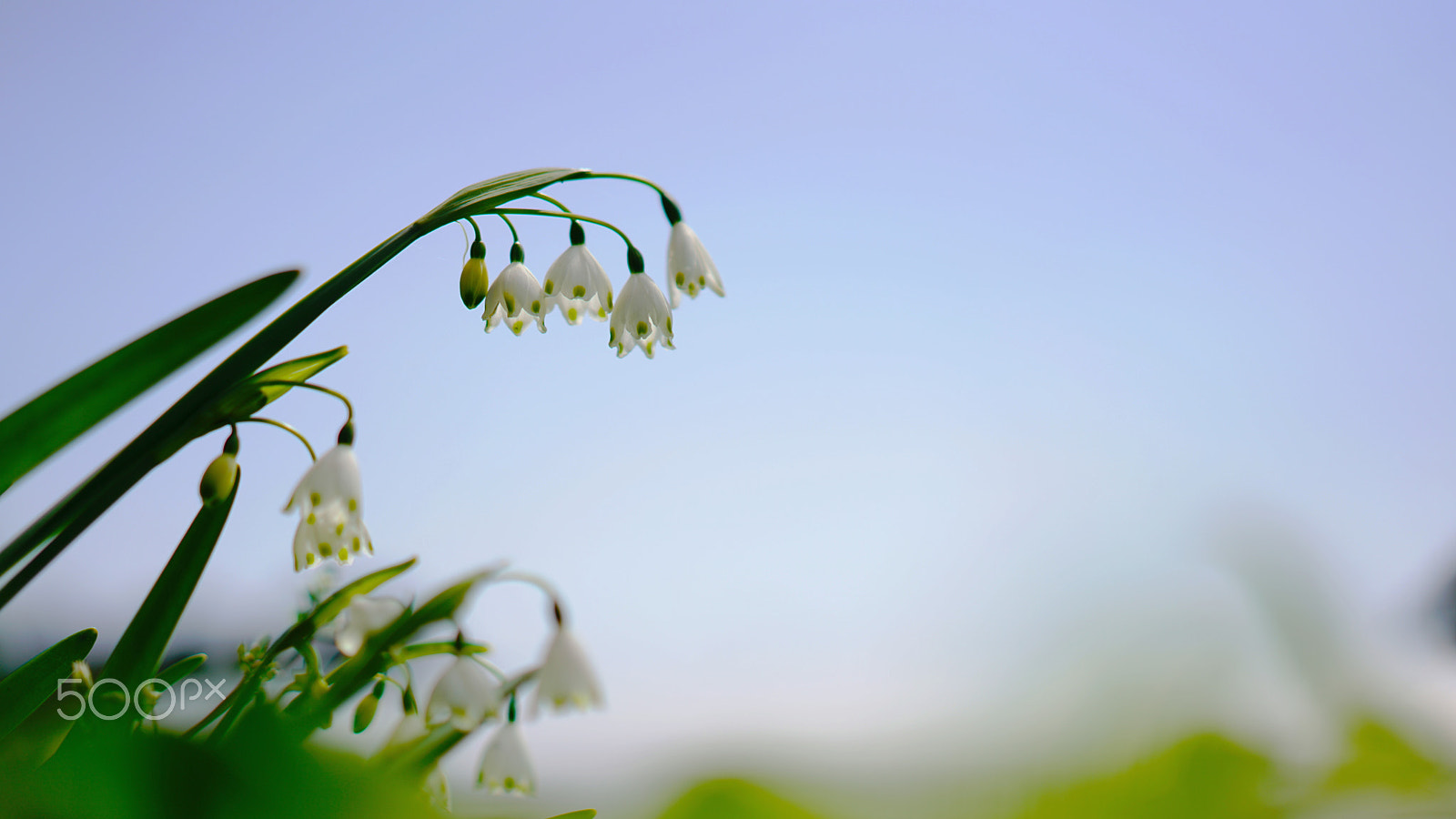 Sony a7R II + Sony Sonnar T* FE 55mm F1.8 ZA sample photo. 鈴蘭 photography