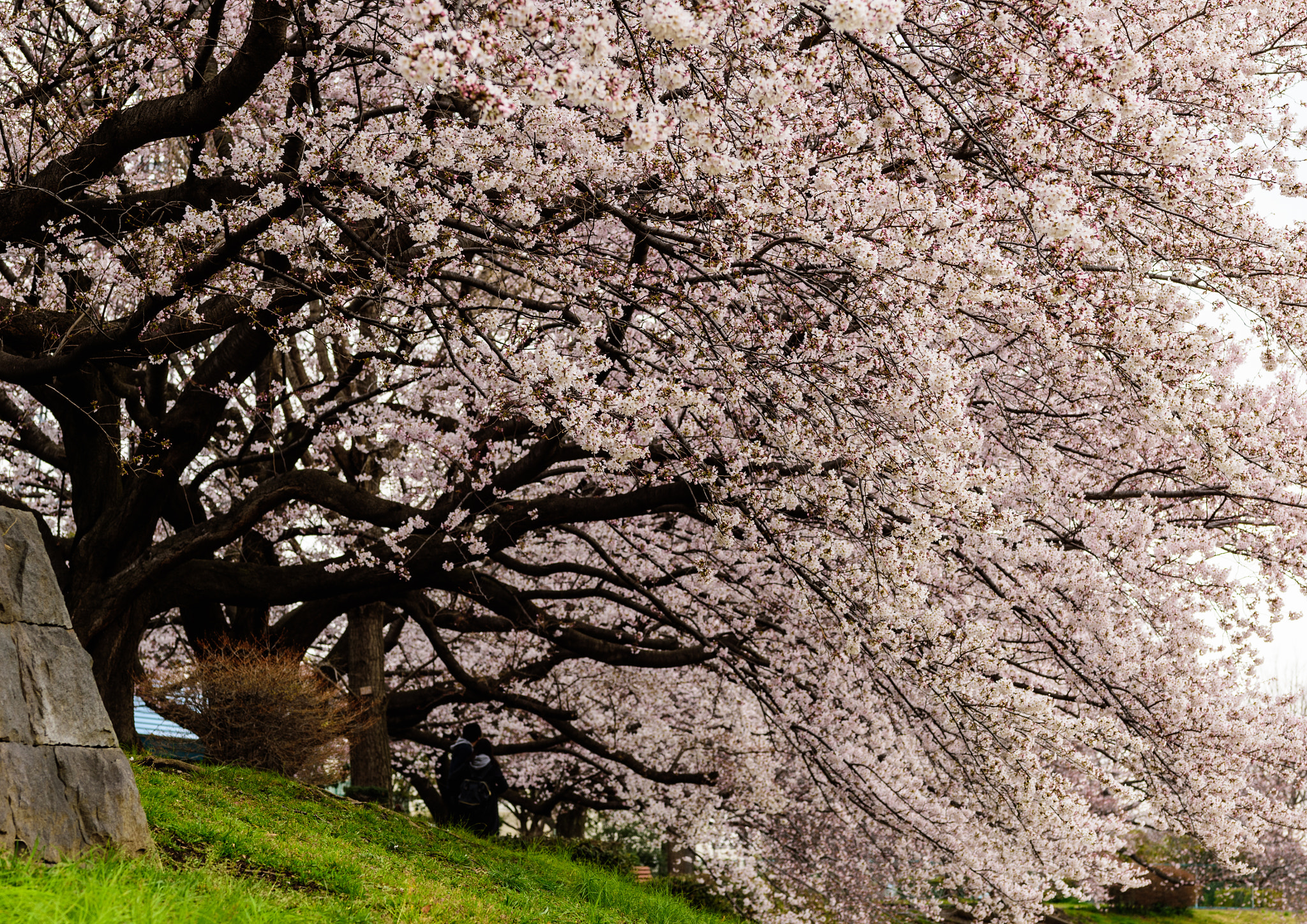 Nikon Df sample photo. Blooming photography