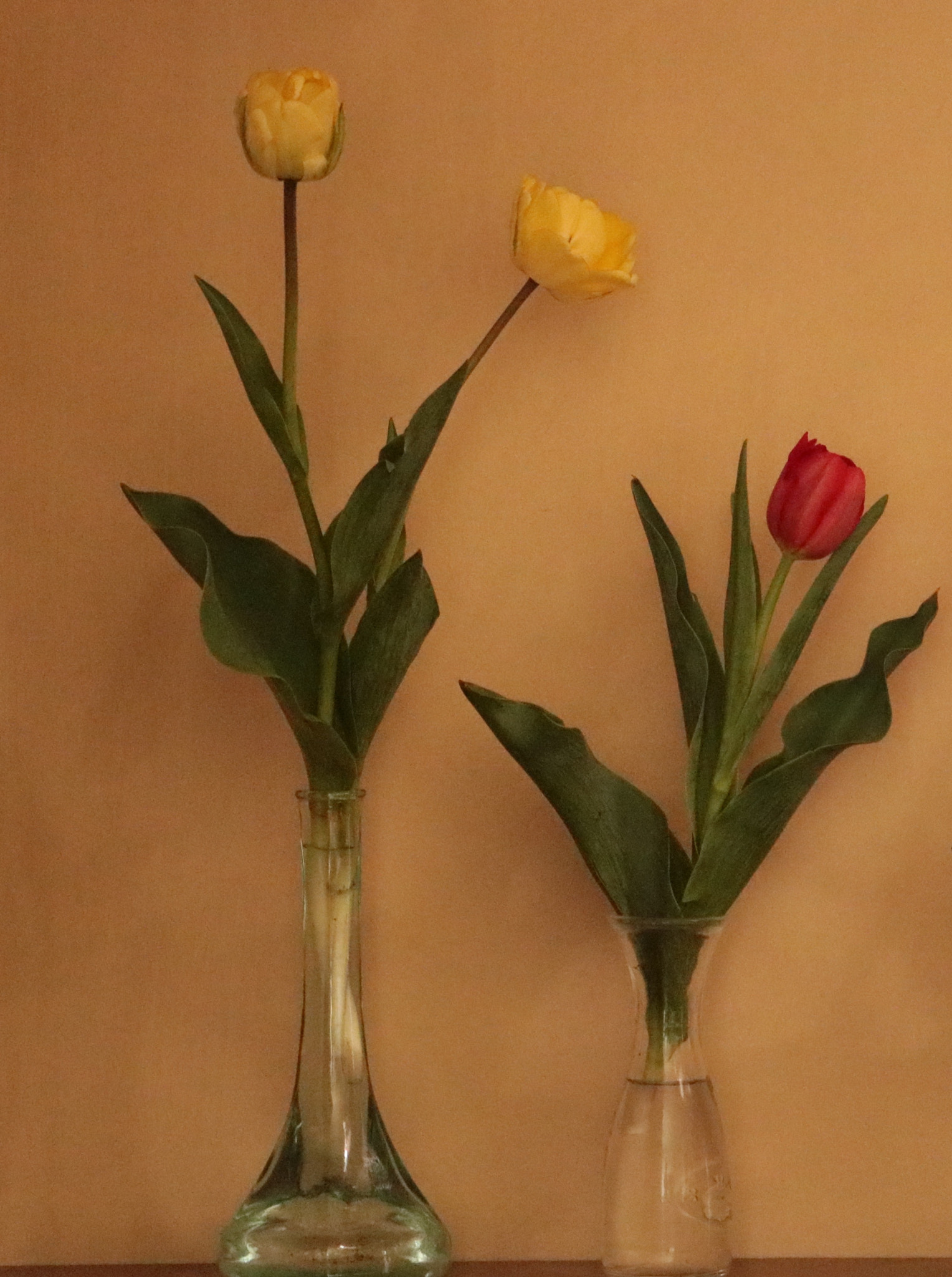 Canon EF-S 55-250mm F4-5.6 IS STM sample photo. Tulips photography