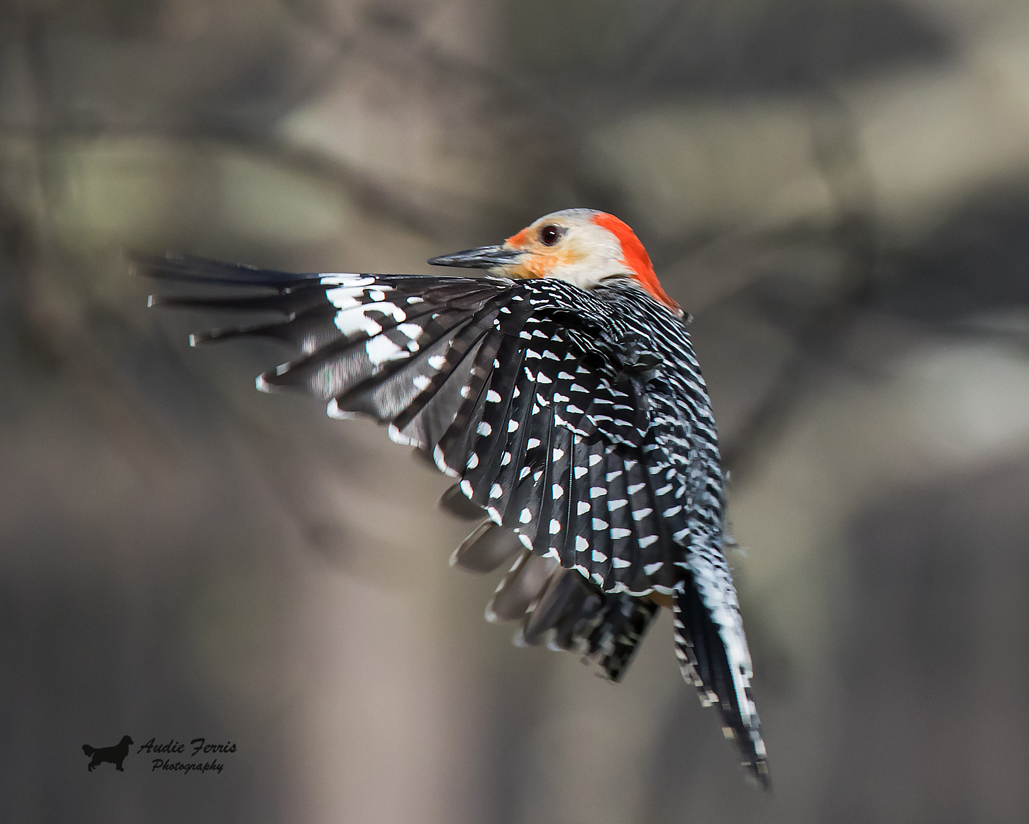 Canon EOS 5D Mark IV sample photo. Red-bellied woodpecker photography