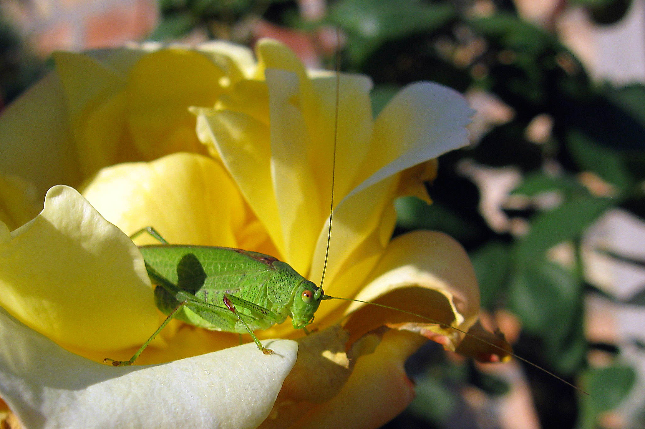 Canon PowerShot A580 sample photo. Green <3 yellow photography