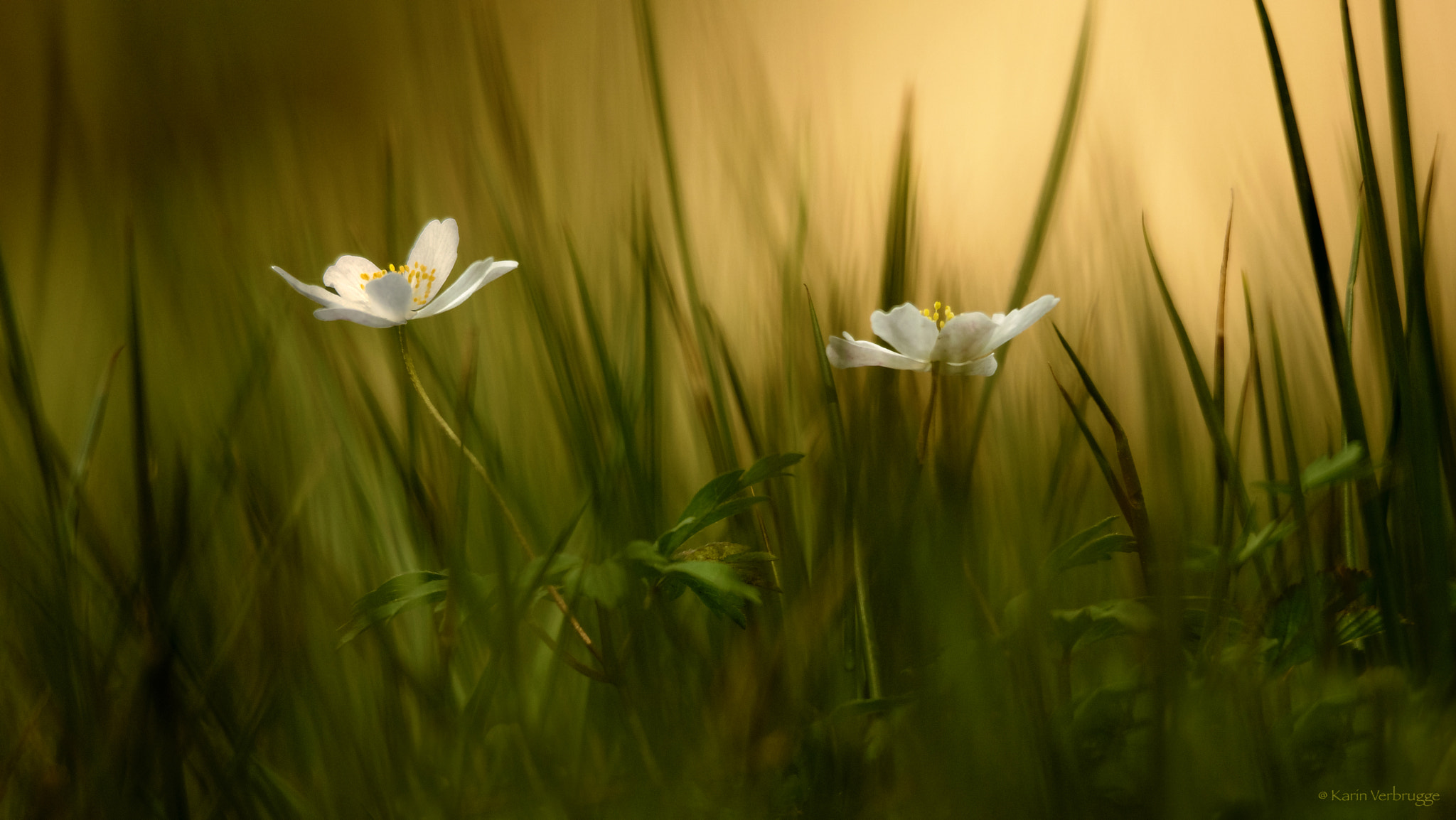 Nikon D5300 sample photo. Wood anemone photography