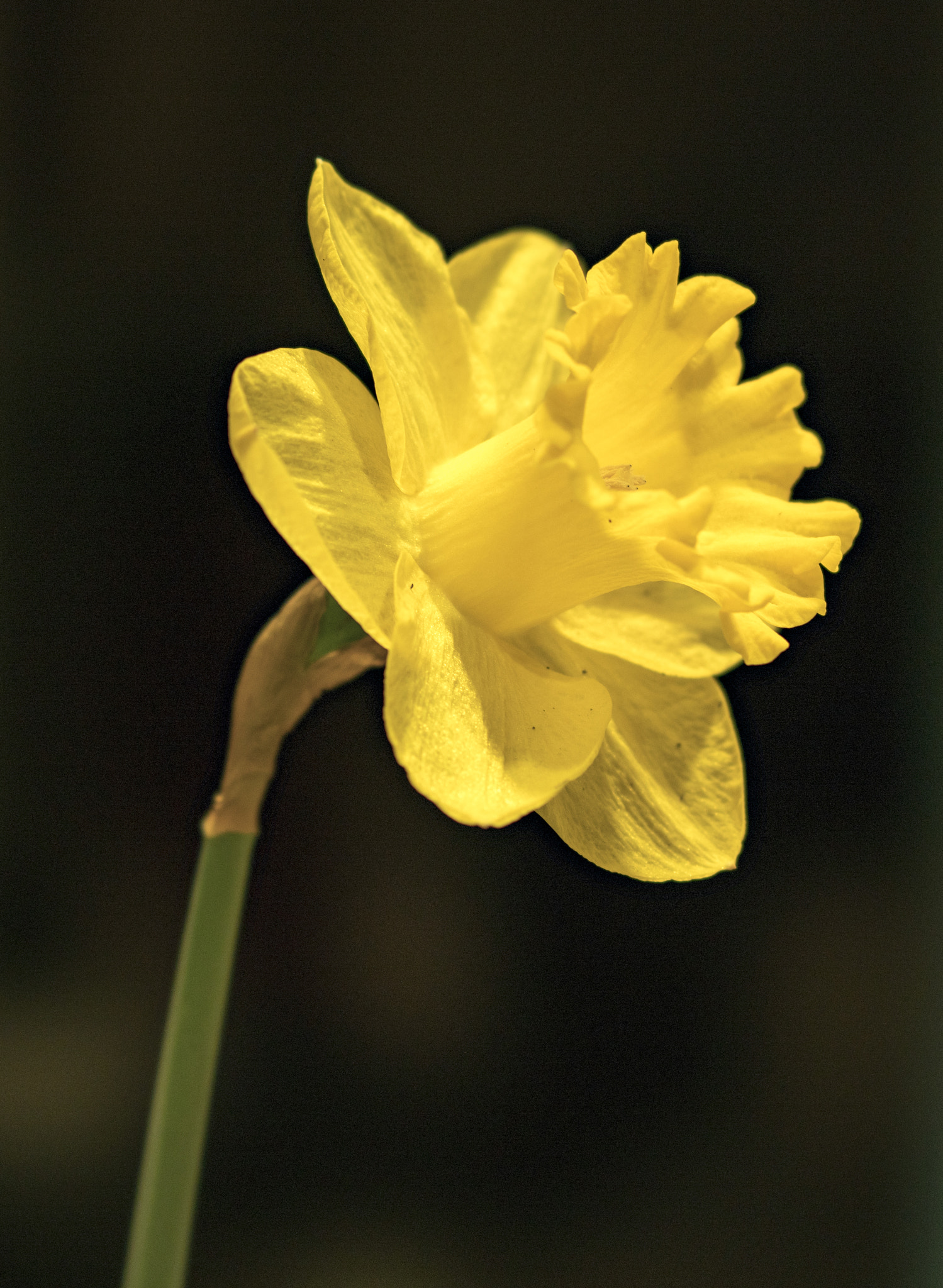 Sony FE 100mm F2.8 STF GM OSS sample photo. Daffodil with sony 100mm stf lens photography