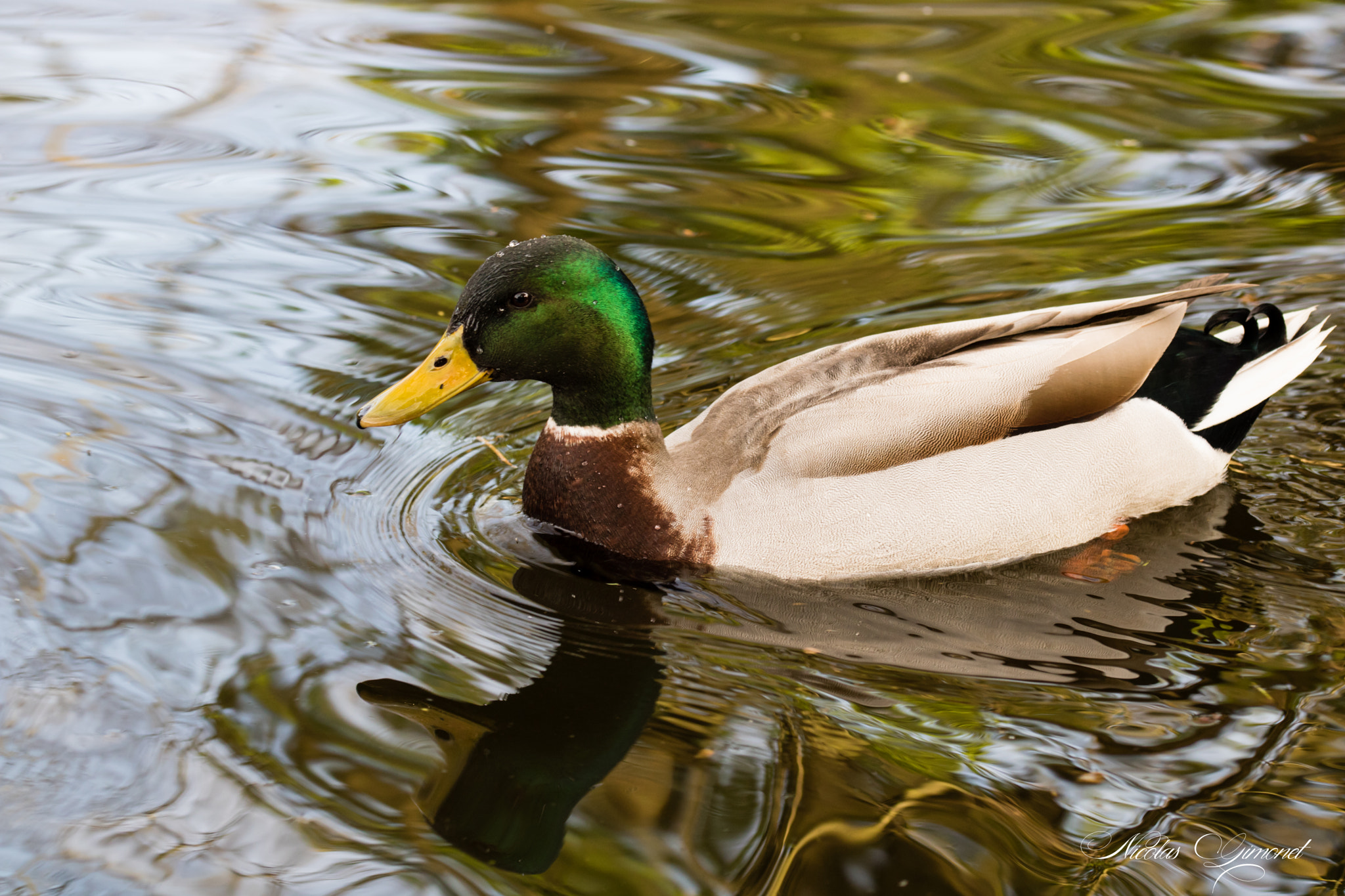 Canon EOS 750D (EOS Rebel T6i / EOS Kiss X8i) + Sigma 105mm F2.8 EX DG OS HSM sample photo. Mallard photography