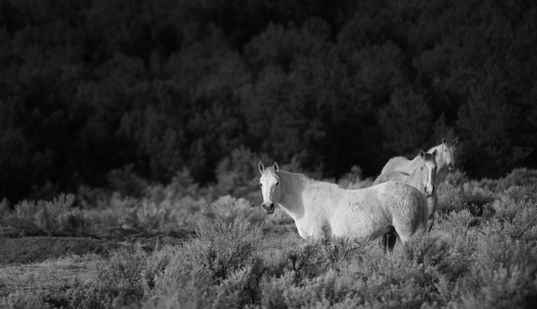 Canon EF 70-200mm F2.8L IS USM sample photo. Grazing photography