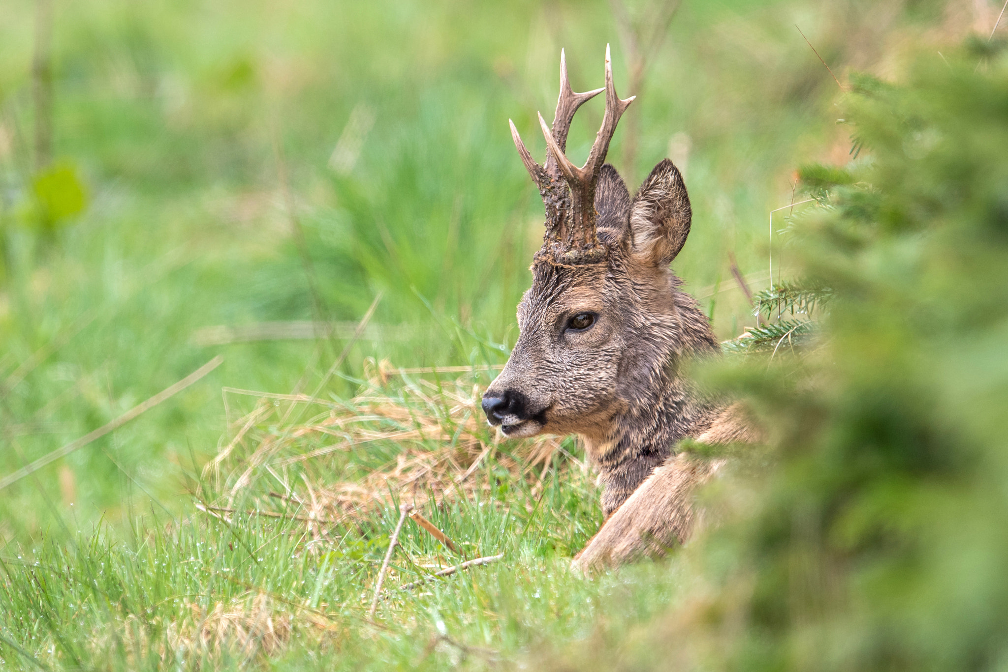 Nikon D810 + Nikon AF-S Nikkor 600mm F4G ED VR sample photo. Brocard photography