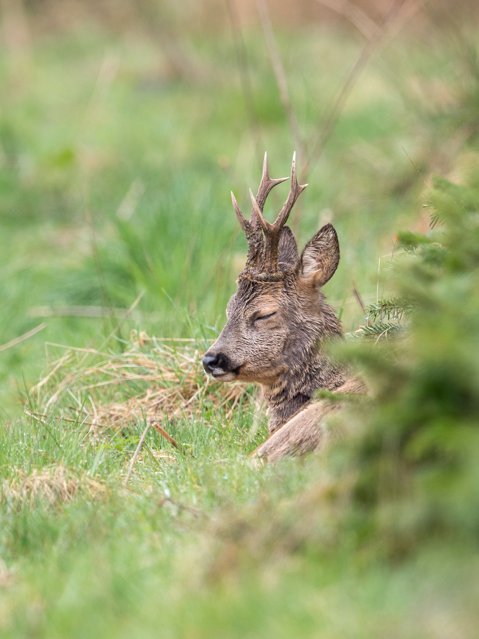 Nikon D810 + Nikon AF-S Nikkor 600mm F4G ED VR sample photo. Brocard photography