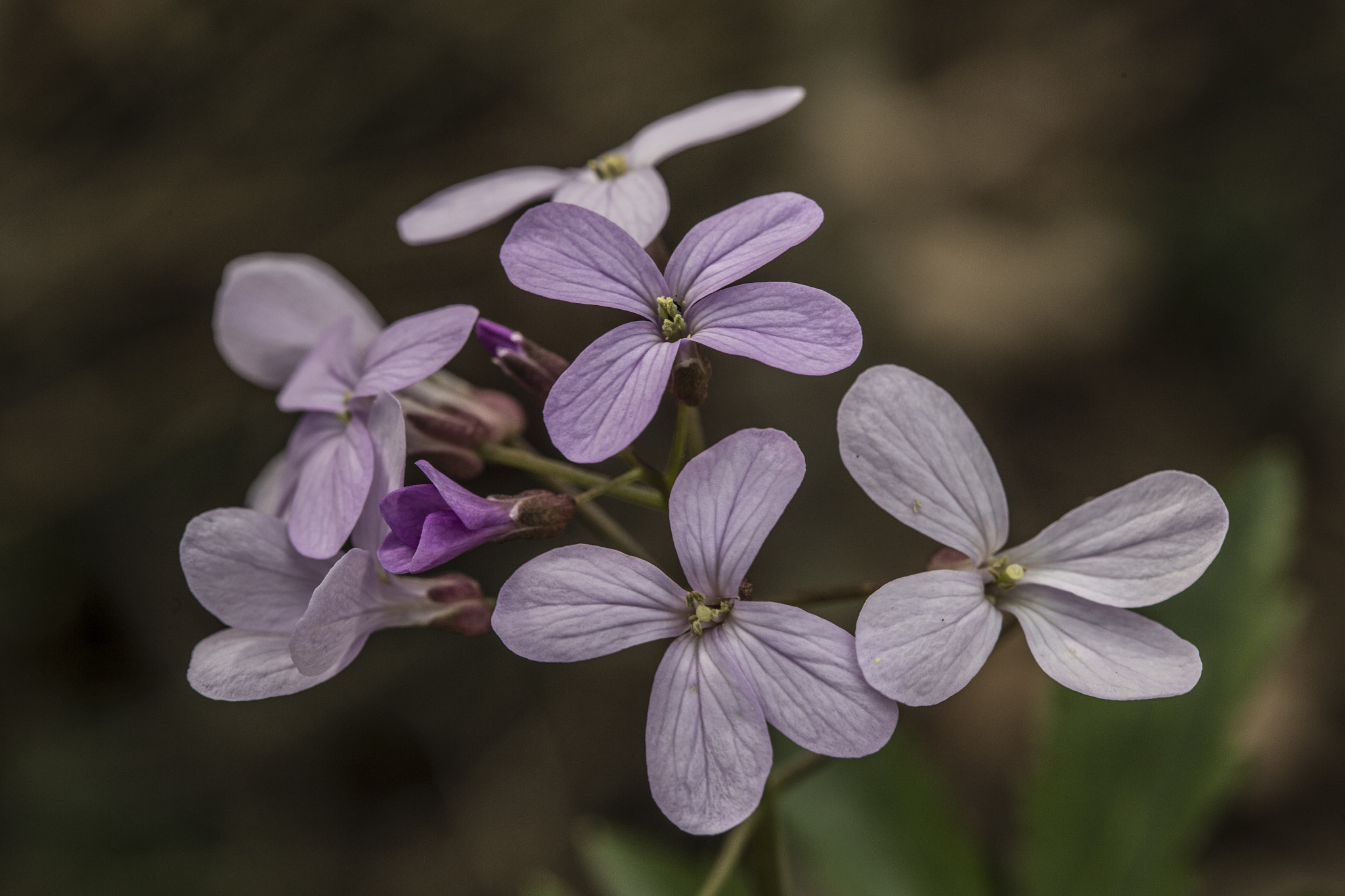 Canon EF 100mm F2.8 Macro USM sample photo. Img photography