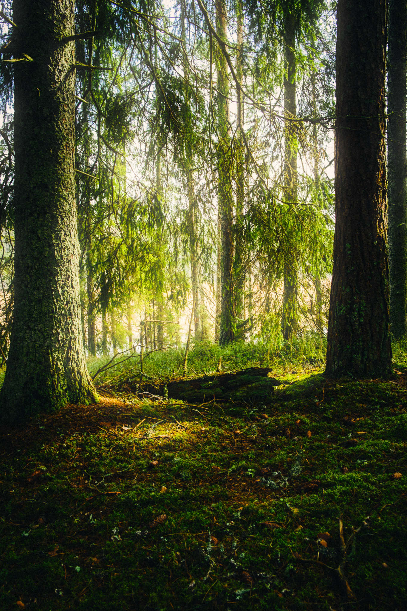 Fujifilm X-Pro1 + Fujifilm XF 23mm F2 R WR sample photo. Forest xi photography