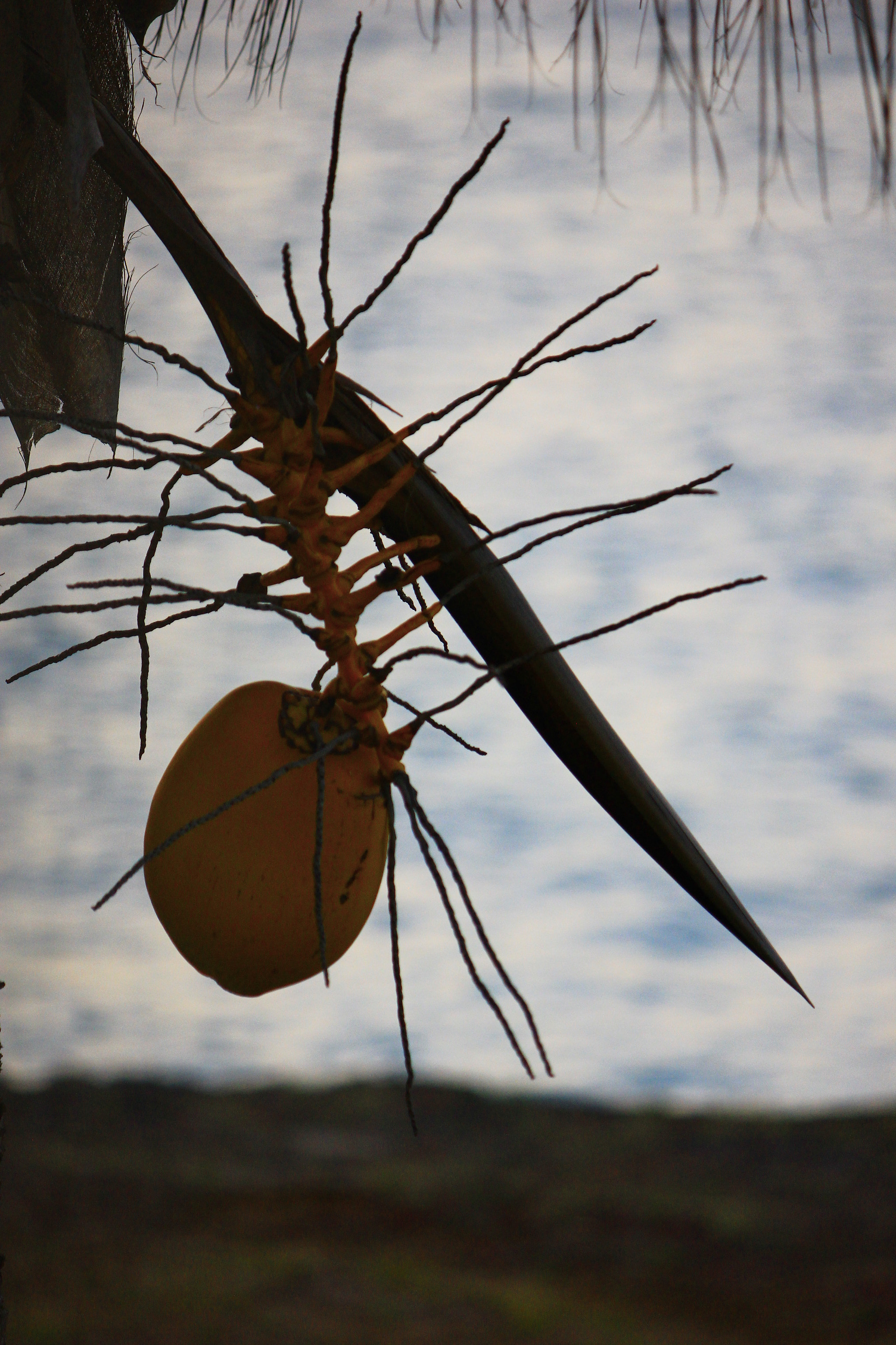 Canon EF-S 55-250mm F4-5.6 IS II sample photo. Kuba photography