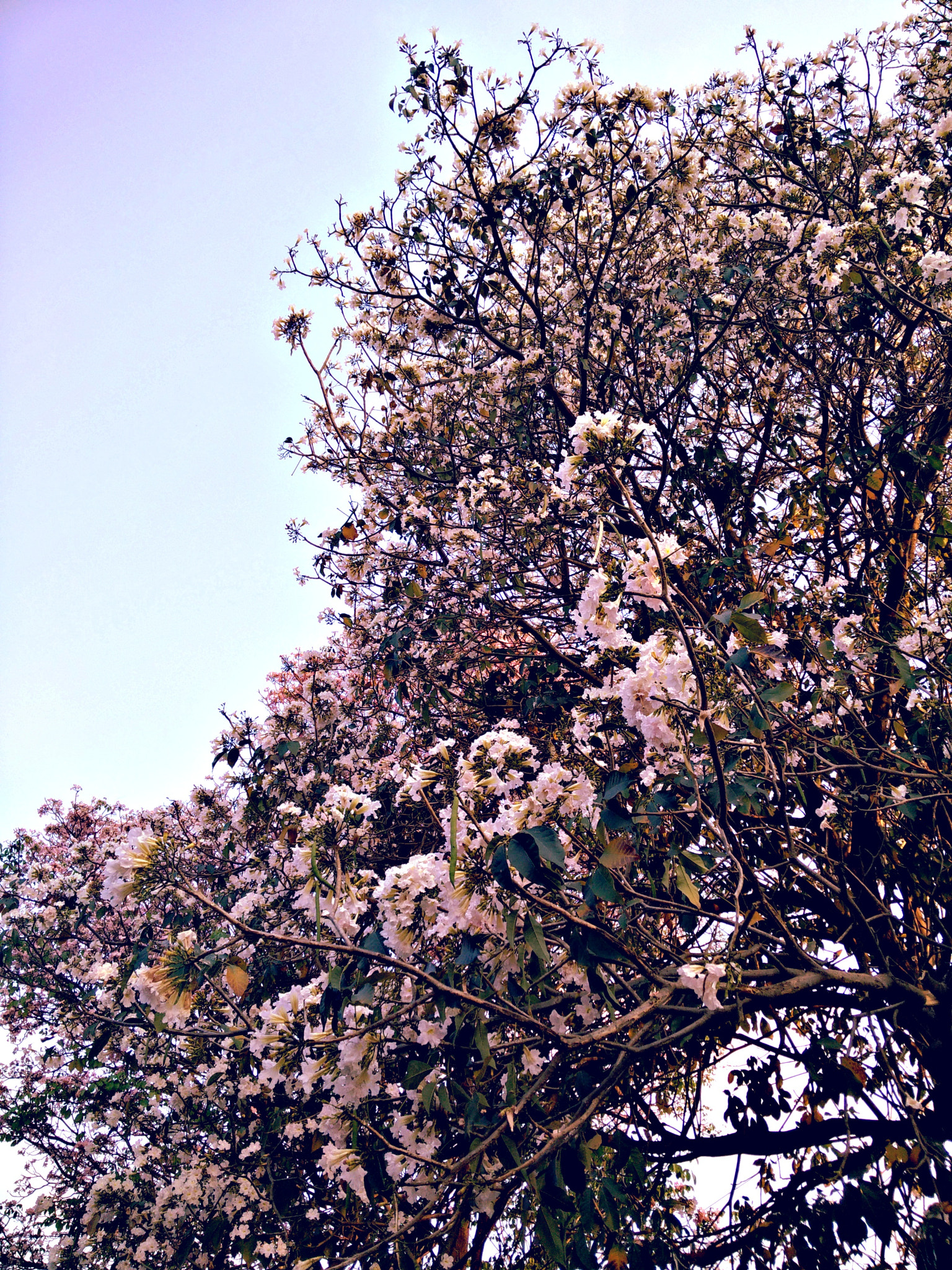 OnePlus ONE sample photo. Blooming tree photography
