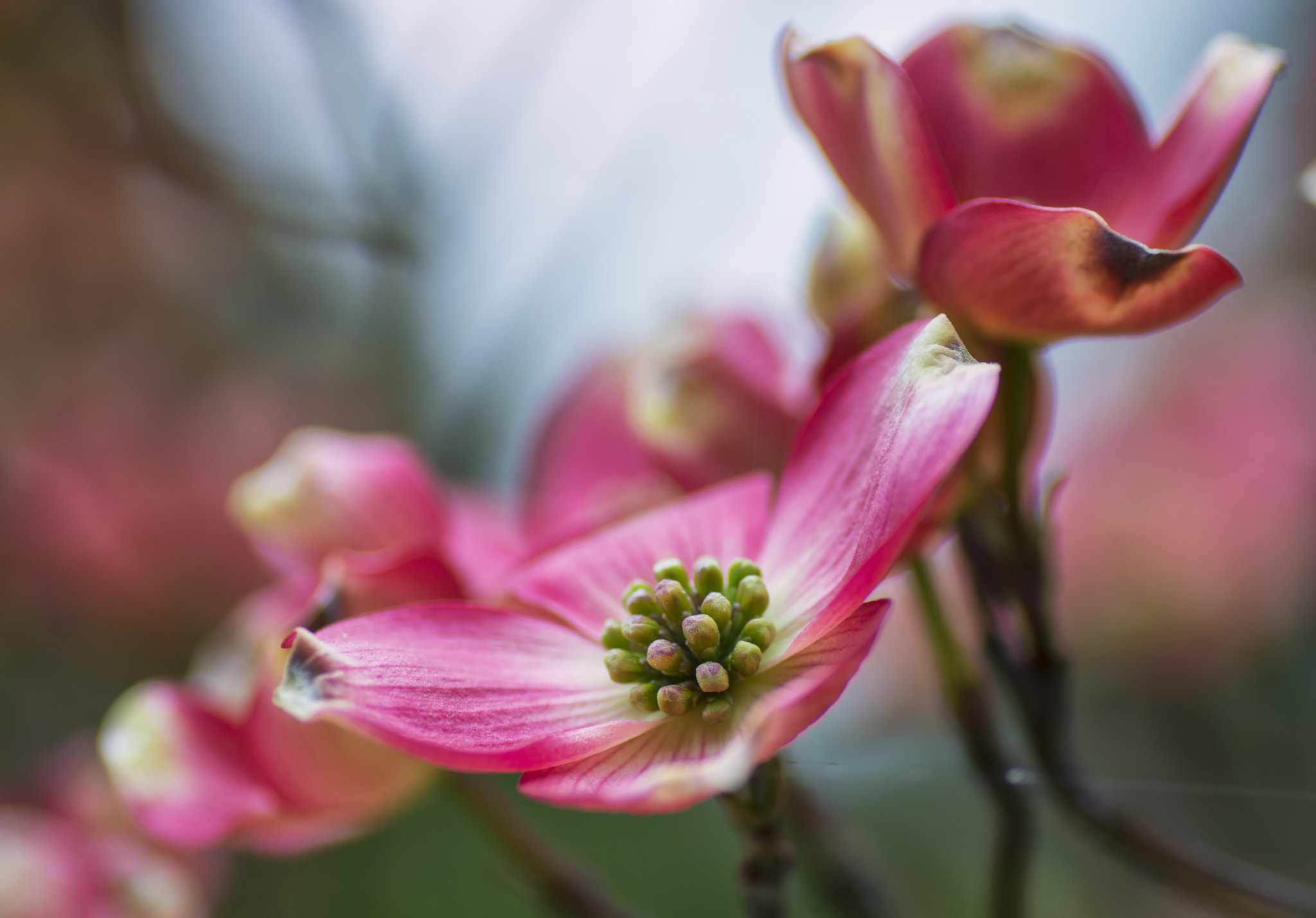 Nikon D7100 sample photo. Spring beauty photography