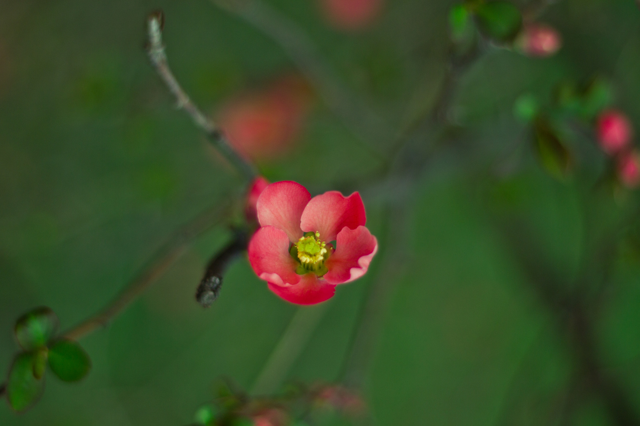 Canon EF 50mm F1.8 II sample photo. Spring awakening photography