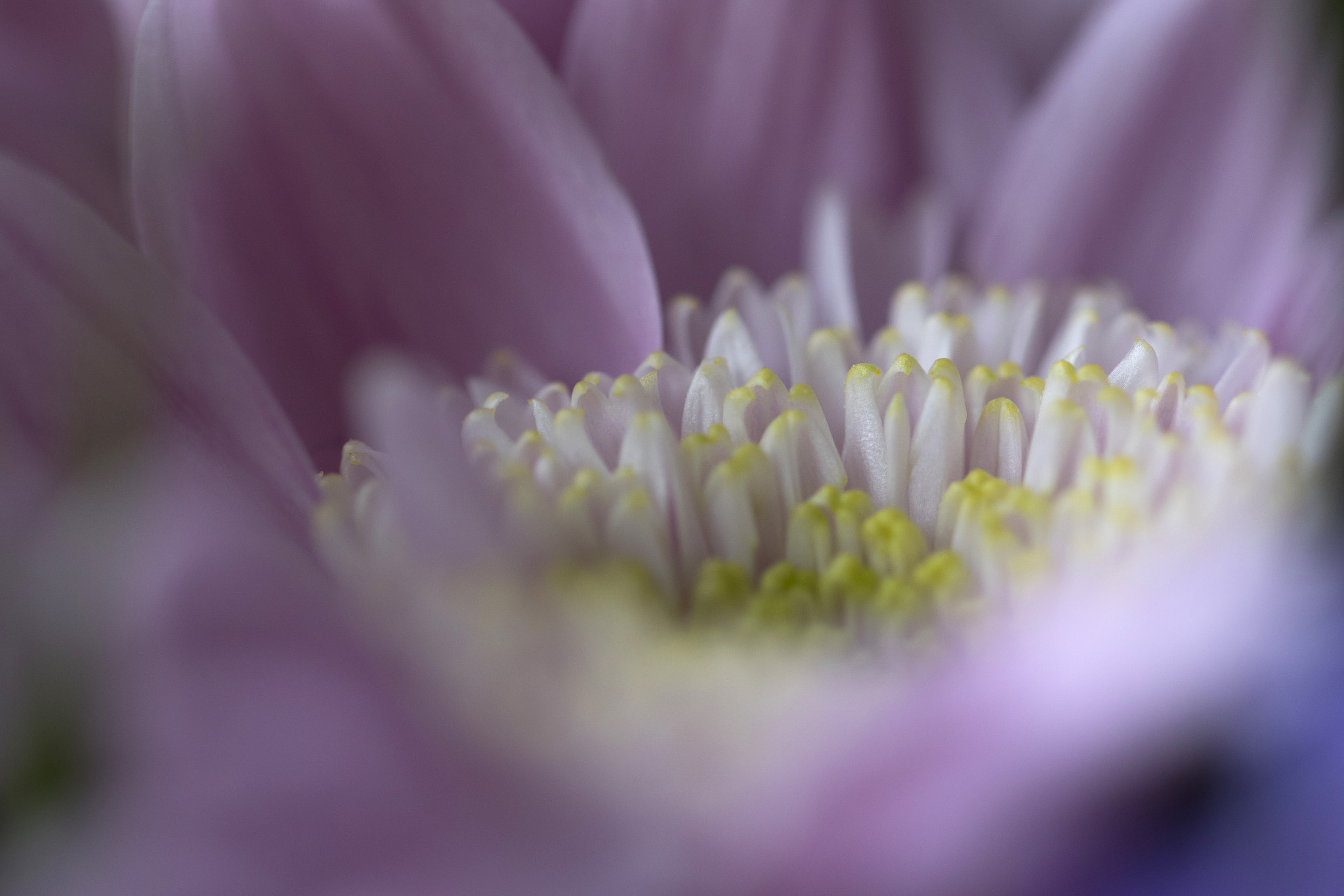 Canon EF 100mm F2.8L Macro IS USM sample photo. Some kind of flower photography