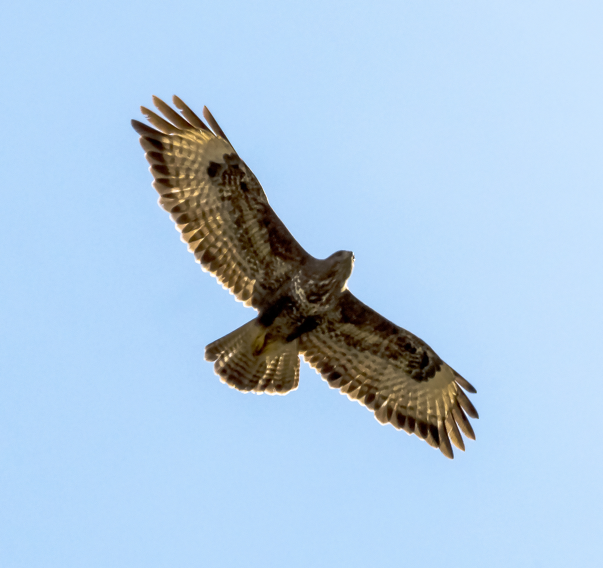 Nikon D500 + Sigma 150-600mm F5-6.3 DG OS HSM | C sample photo. Buzzard-2 photography