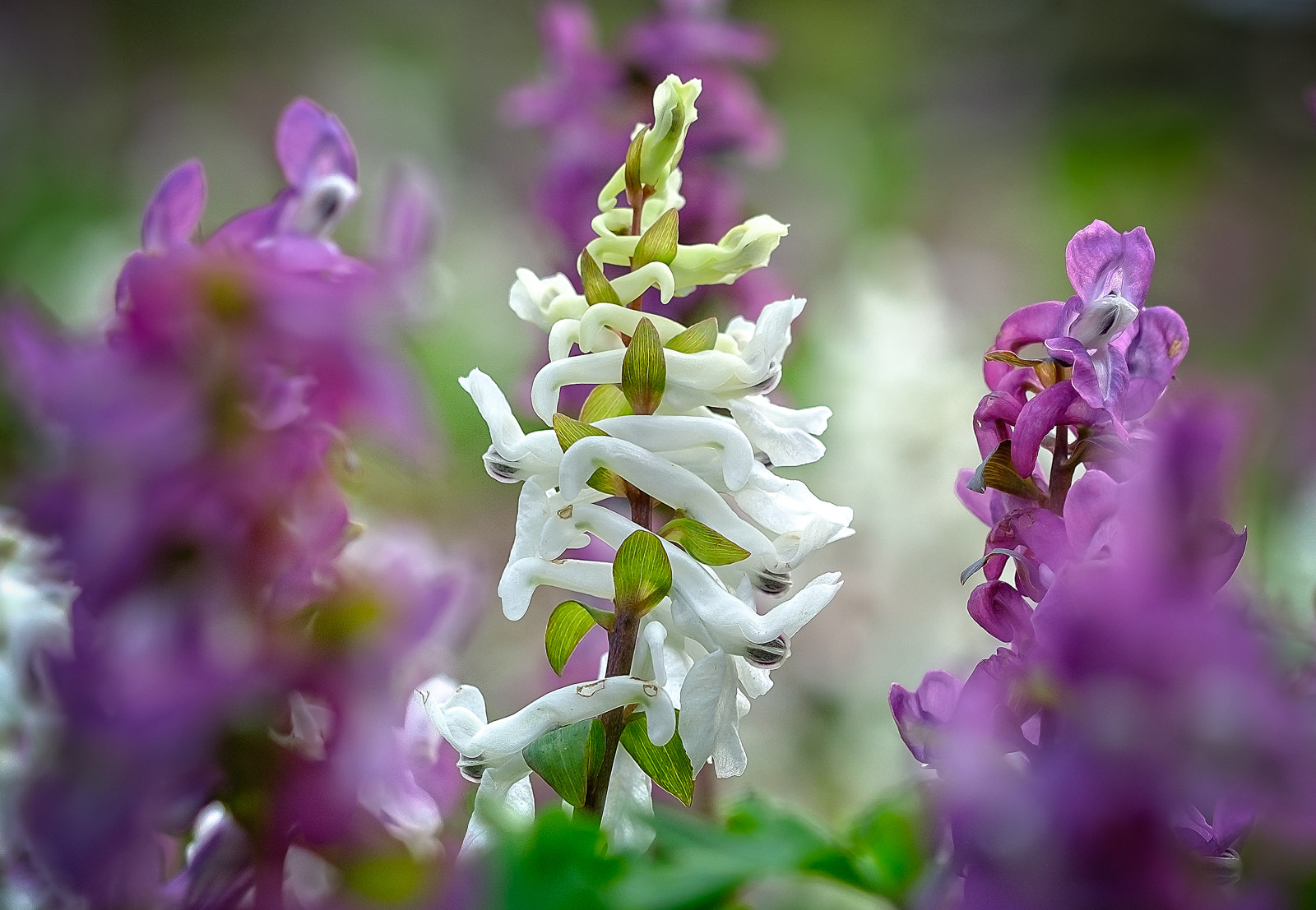 Fujifilm X-T20 + Fujifilm XF 60mm F2.4 R Macro sample photo. Miraculous flower photography