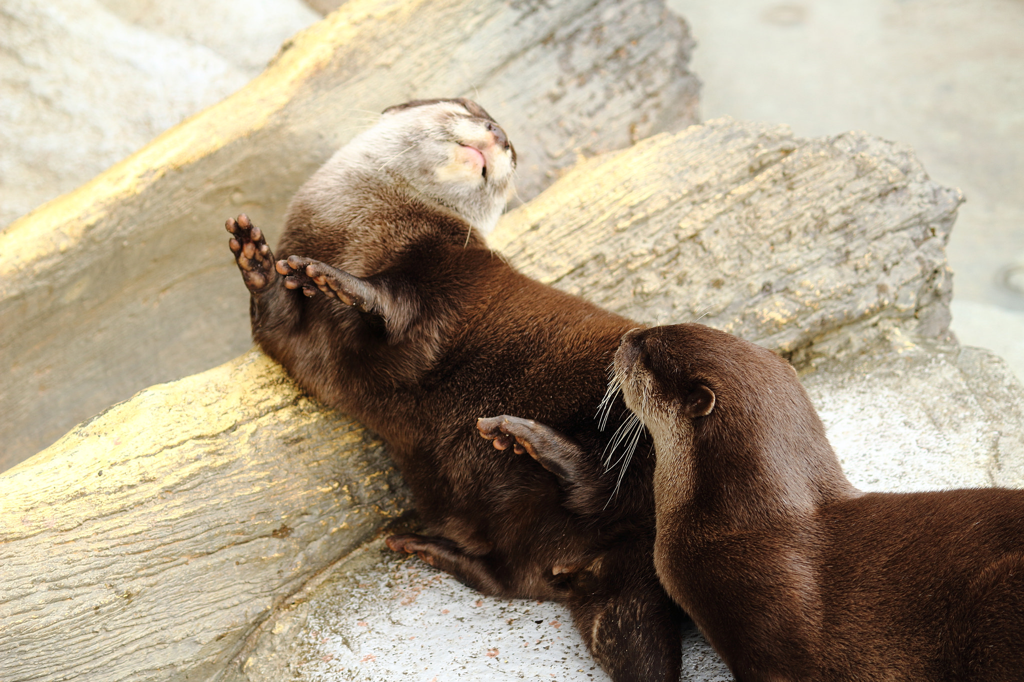 Canon EOS 100D (EOS Rebel SL1 / EOS Kiss X7) sample photo. Otter photography