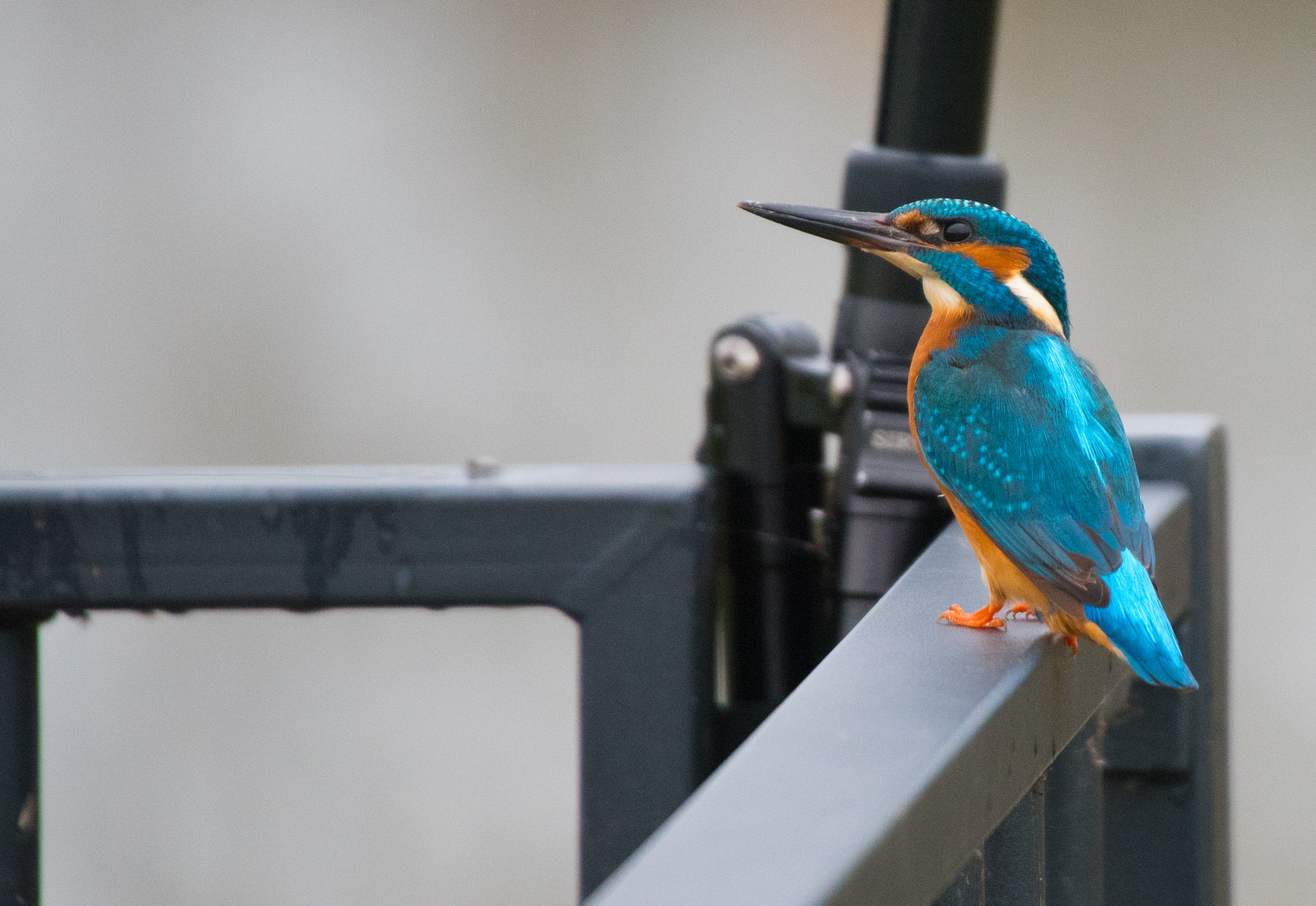 Sigma 50-500mm F4.5-6.3 DG OS HSM sample photo. Ijsvogel photography