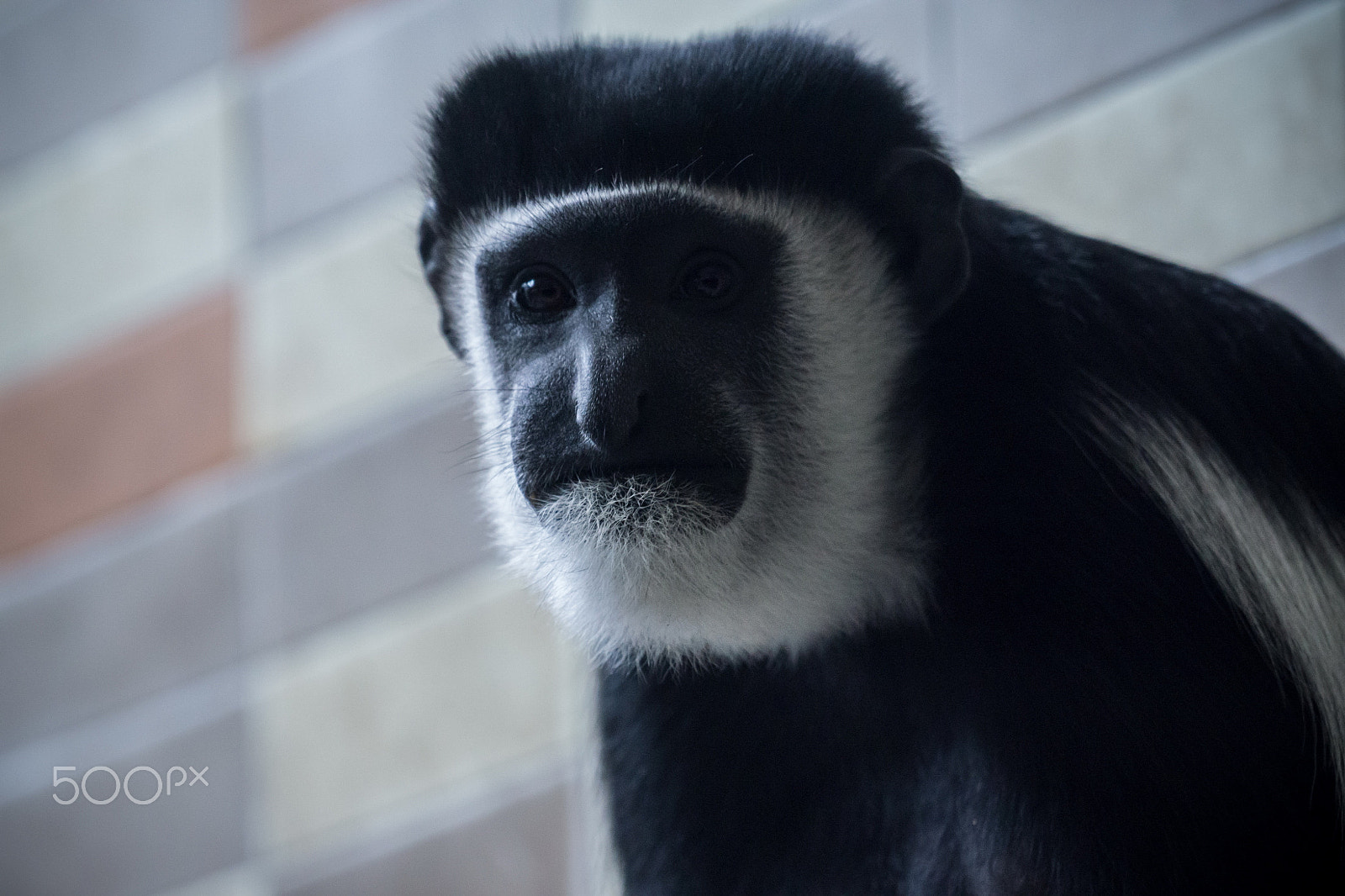 Sony a6000 + Sony FE 70-200mm F4 G OSS sample photo. Black photography