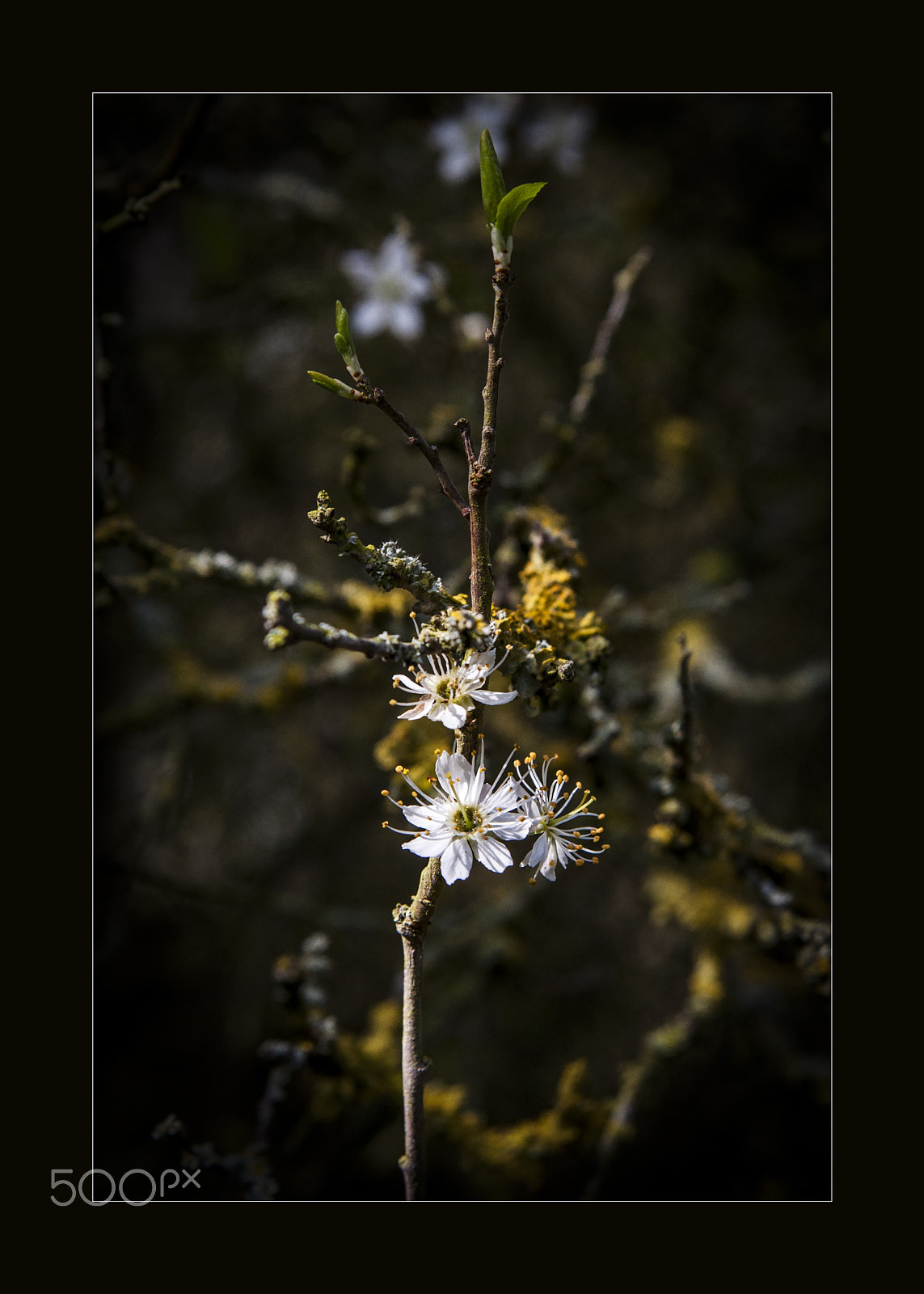Nikon AF Nikkor 24-85mm F2.8-4D IF sample photo. Hawthornblossom photography