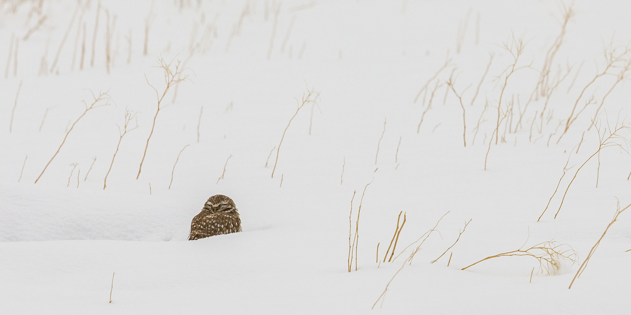 Canon EF 500mm F4L IS II USM sample photo. Owl w3 photography