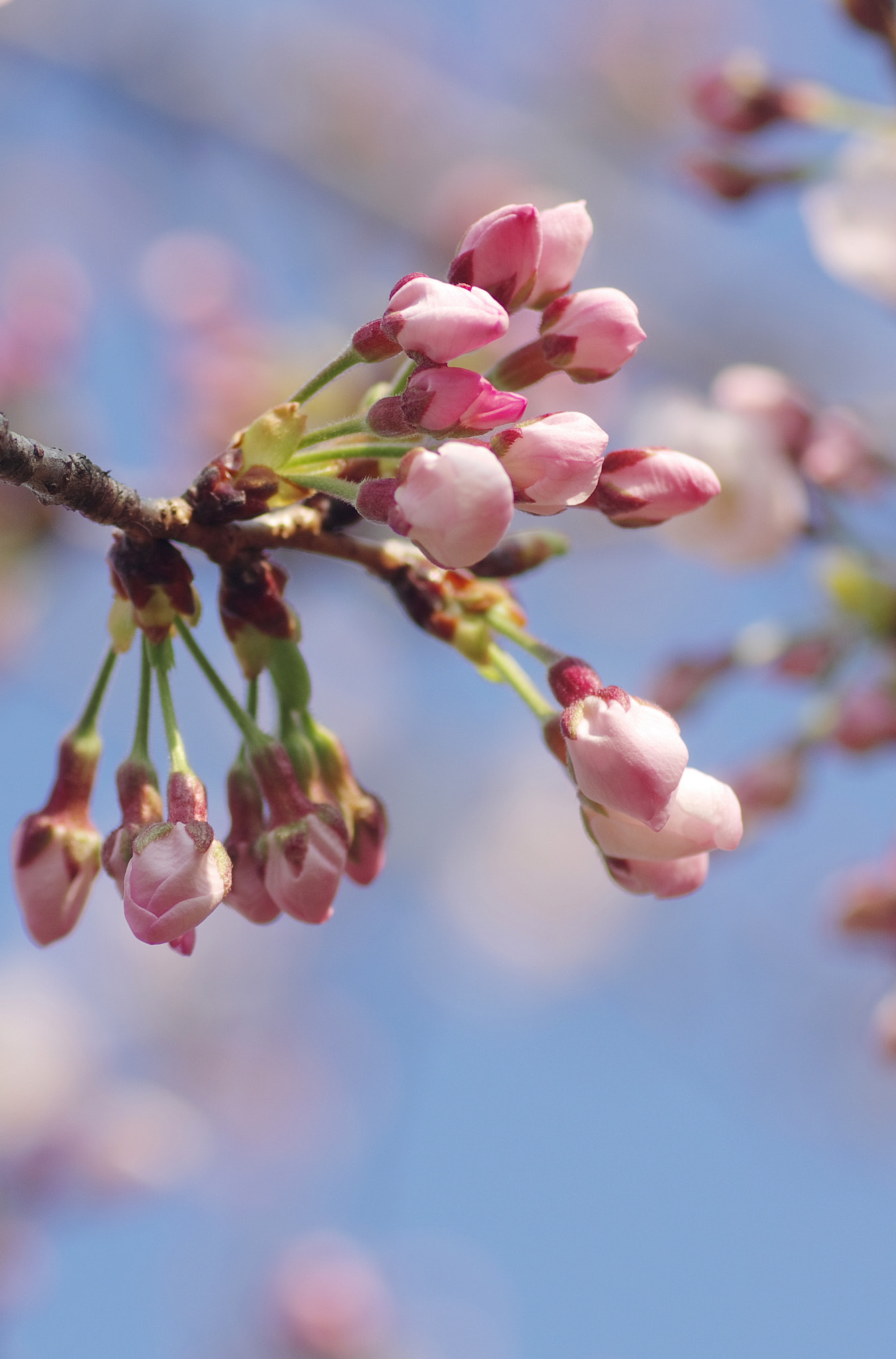 Pentax K-5 + Tamron SP AF 90mm F2.8 Di Macro sample photo. Spring has come photography