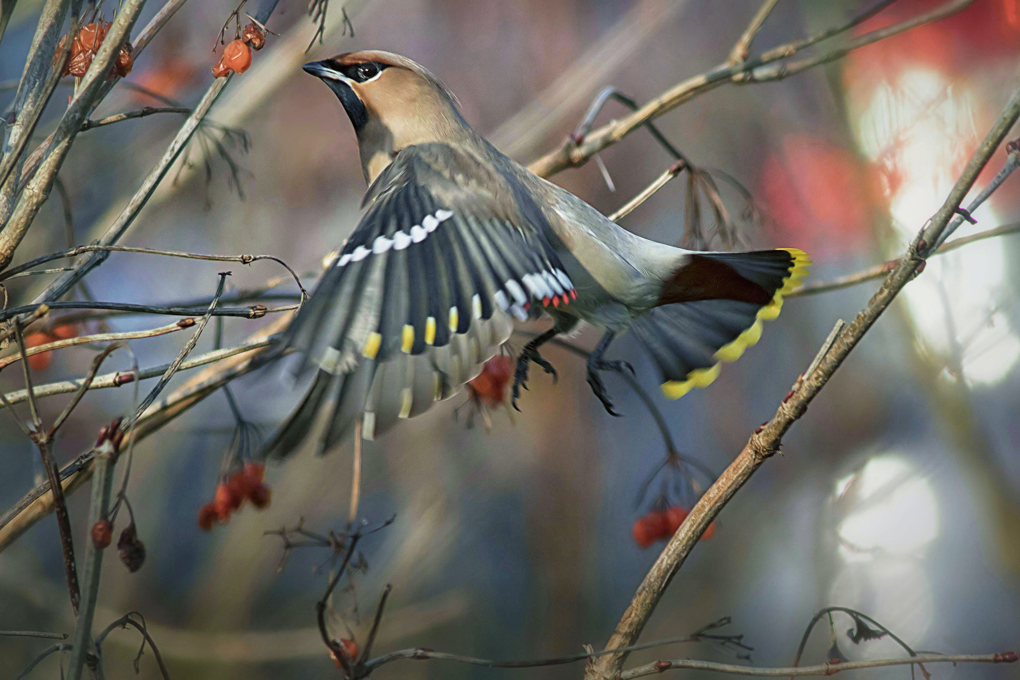 Canon EF 400mm F5.6L USM sample photo. Bohemian waxwing photography