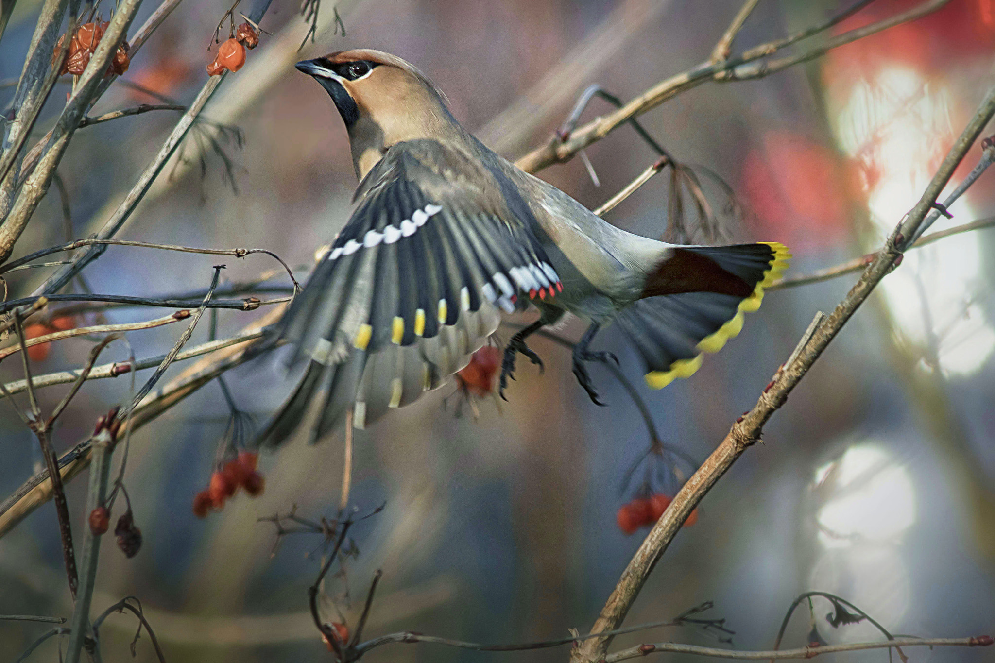 Canon EOS 7D Mark II sample photo. Bohemian waxwing photography