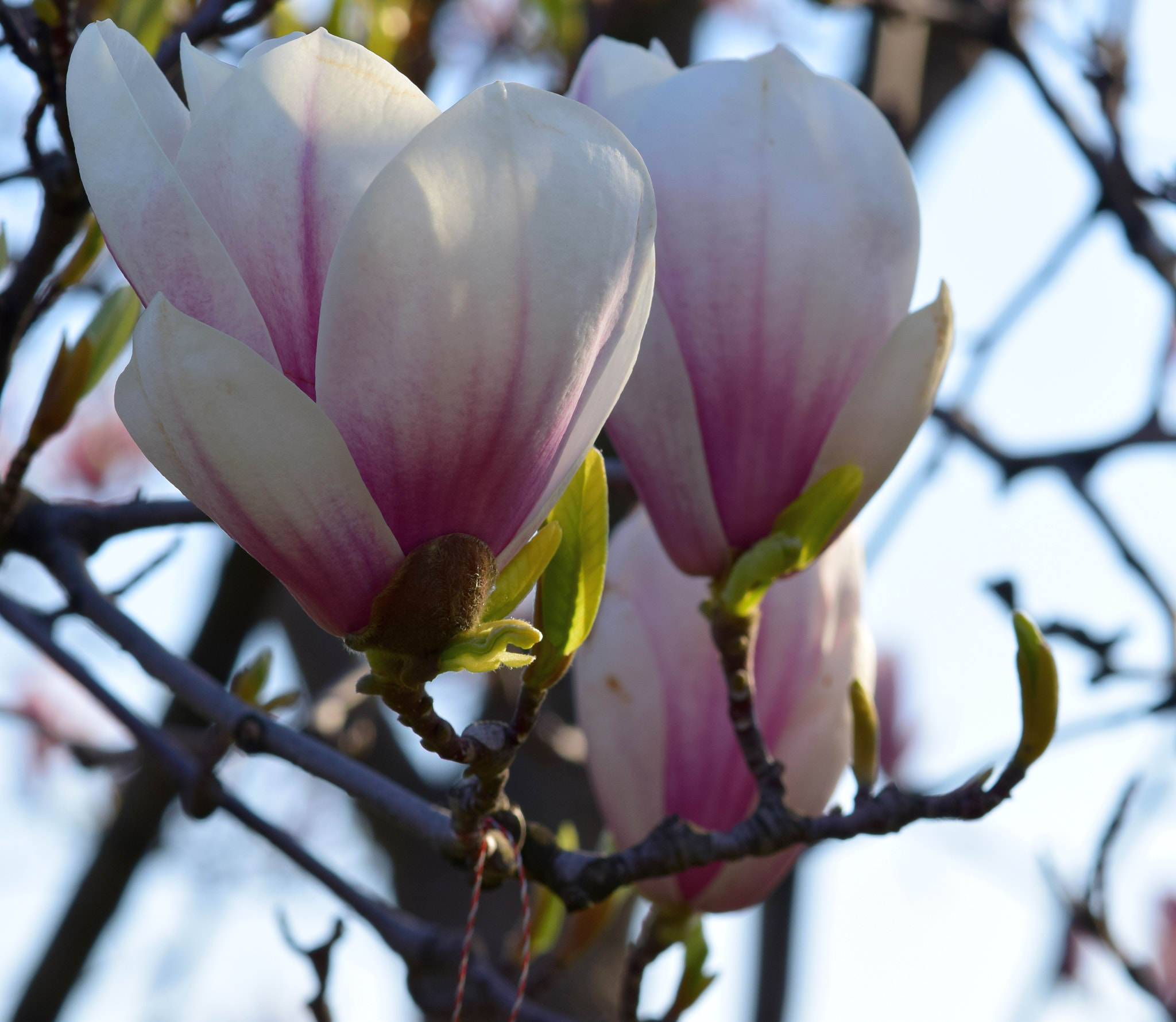 Nikon AF-S DX Micro-Nikkor 85mm F3.5G ED VR sample photo. Details photography