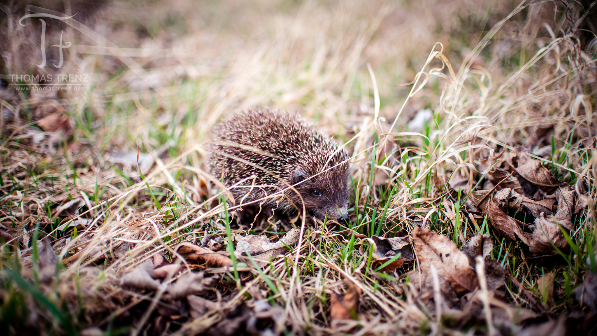 Nikon D600 + Nikon AF-S DX Nikkor 35mm F1.8G sample photo. First steps photography