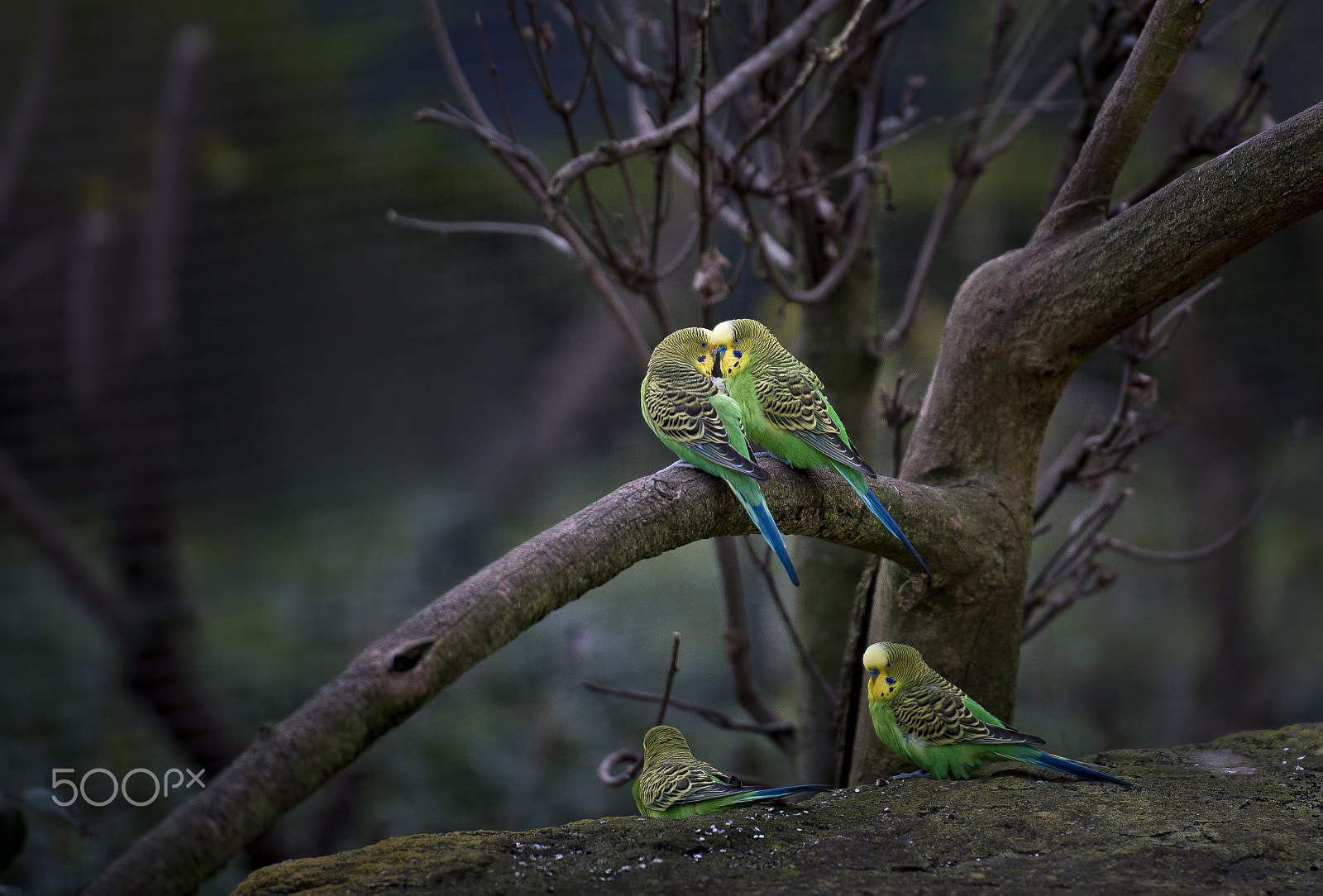 Nikon AF-S Nikkor 70-200mm F2.8G ED VR II sample photo. Wellensittich jm photography