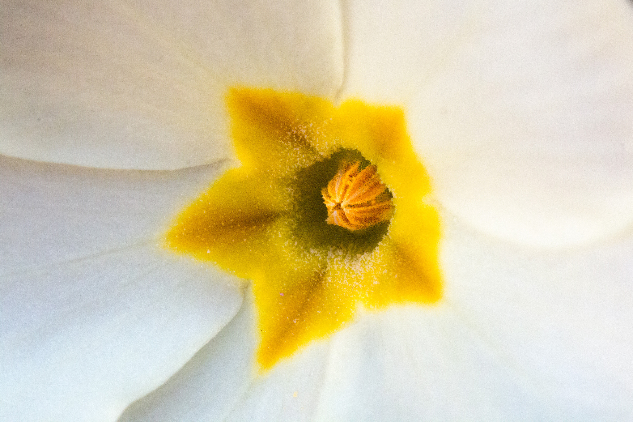 Canon EF 100mm F2.8L Macro IS USM sample photo. Deep inside photography