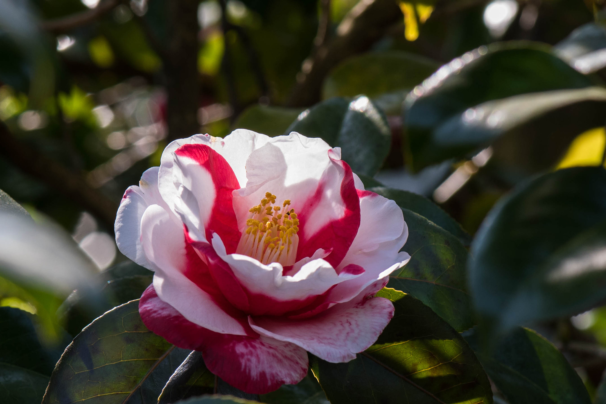 Nikon AF-S Micro-Nikkor 105mm F2.8G IF-ED VR sample photo. 『椿・紅白』 photography