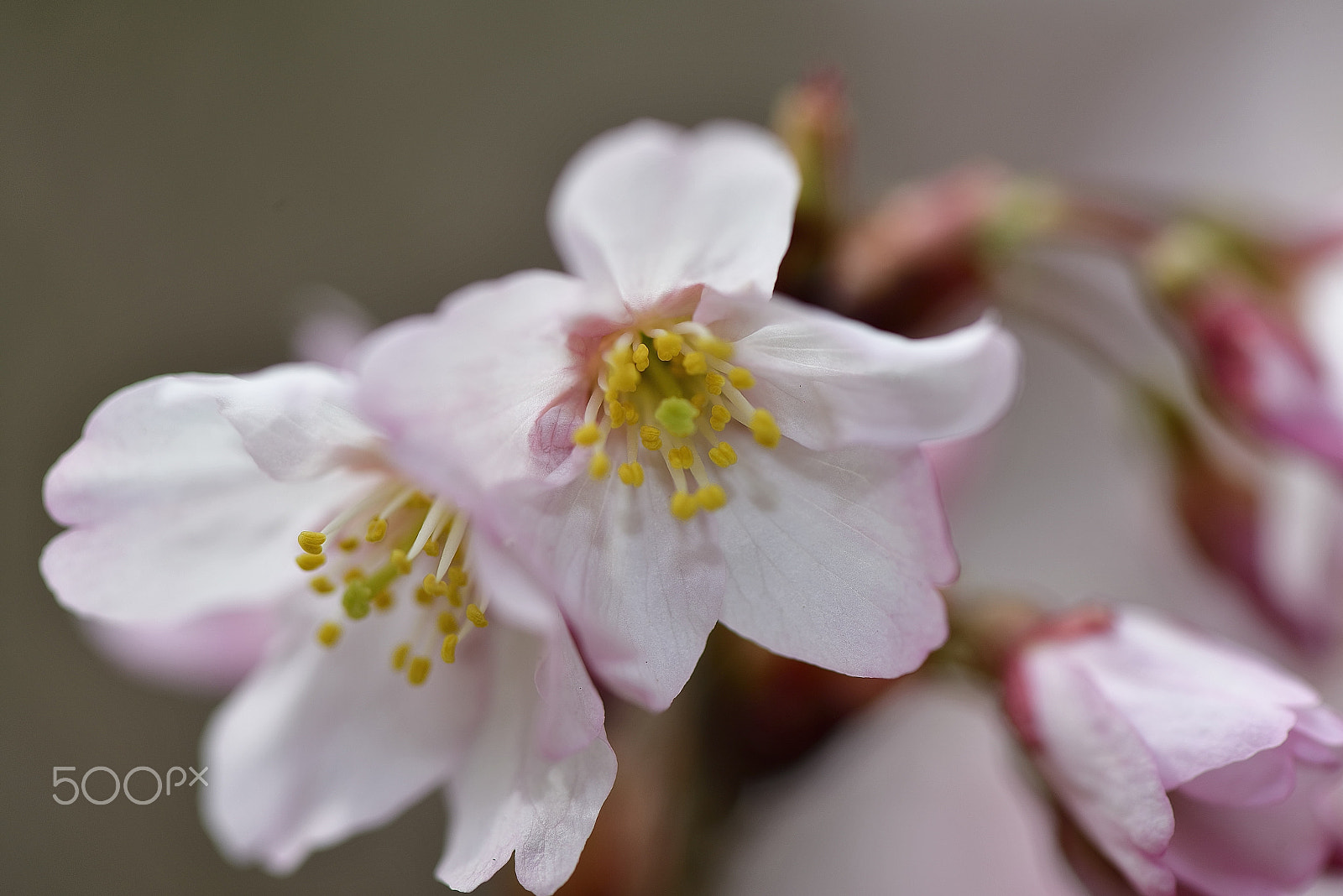 Nikon D800E + Nikon AF-S Micro-Nikkor 105mm F2.8G IF-ED VR sample photo. Cherry tree blooms～サクラサク～ photography