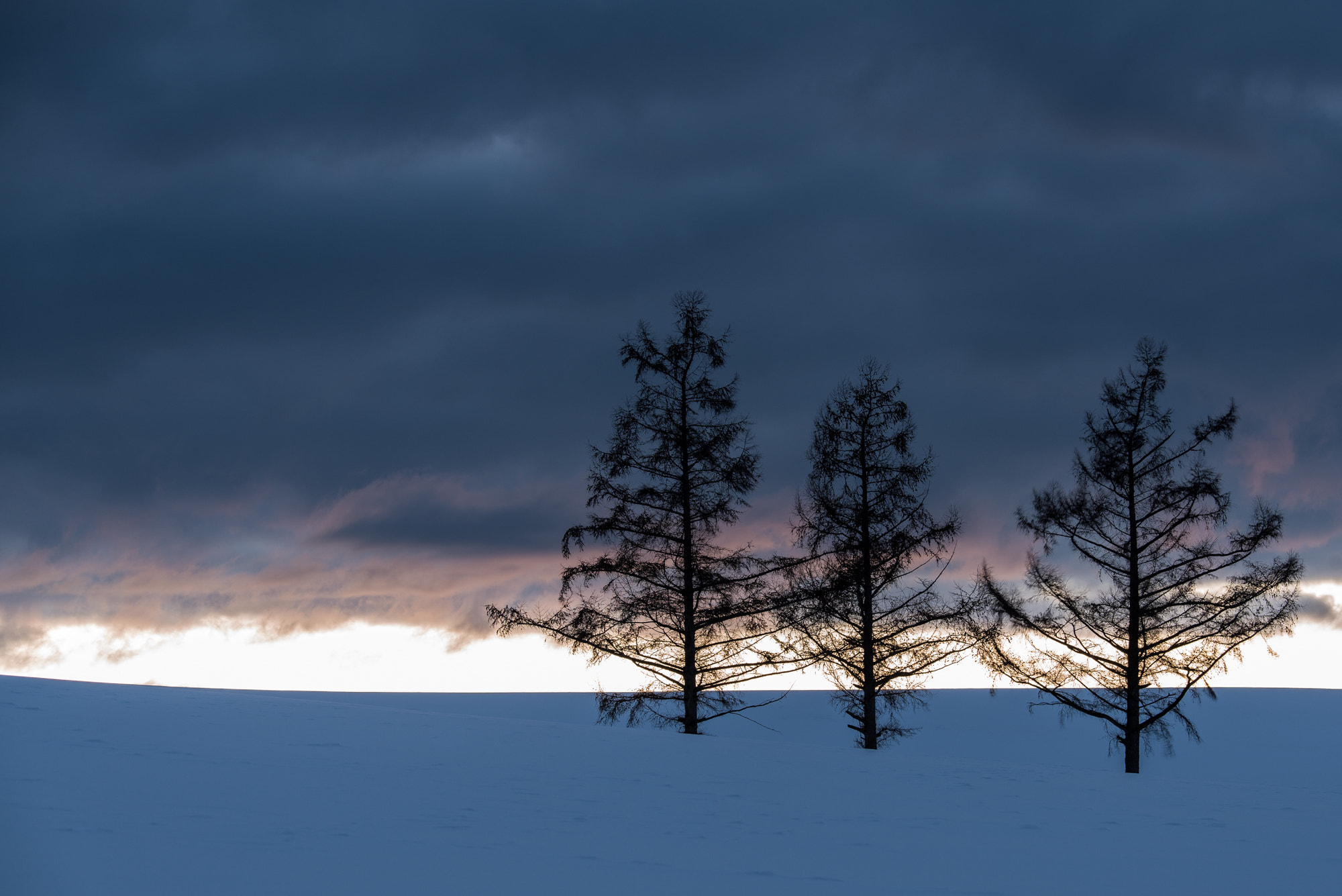 Nikon D800E sample photo. Tri tree photography