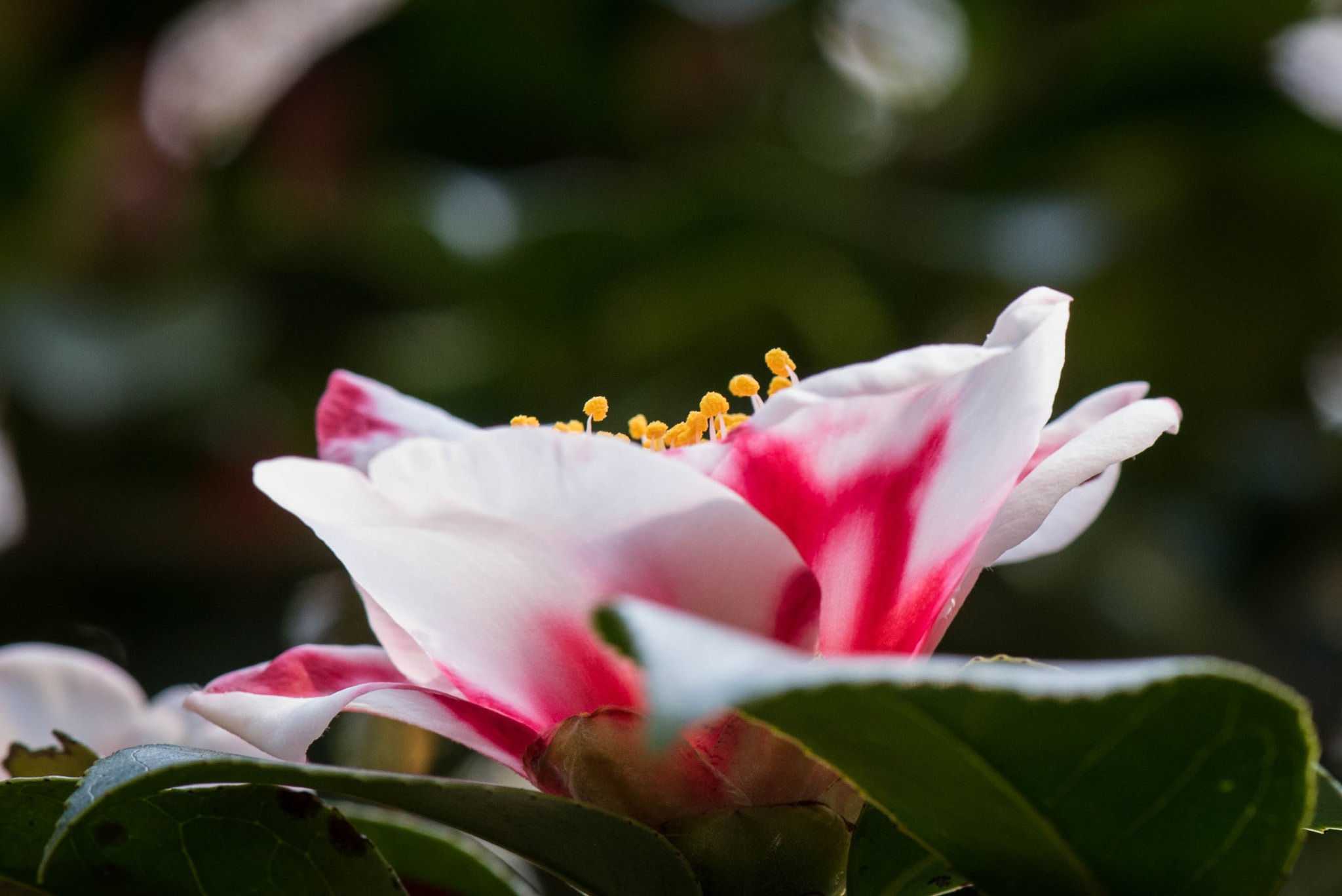 Nikon AF-S Micro-Nikkor 105mm F2.8G IF-ED VR sample photo. 『椿・紅白』 photography